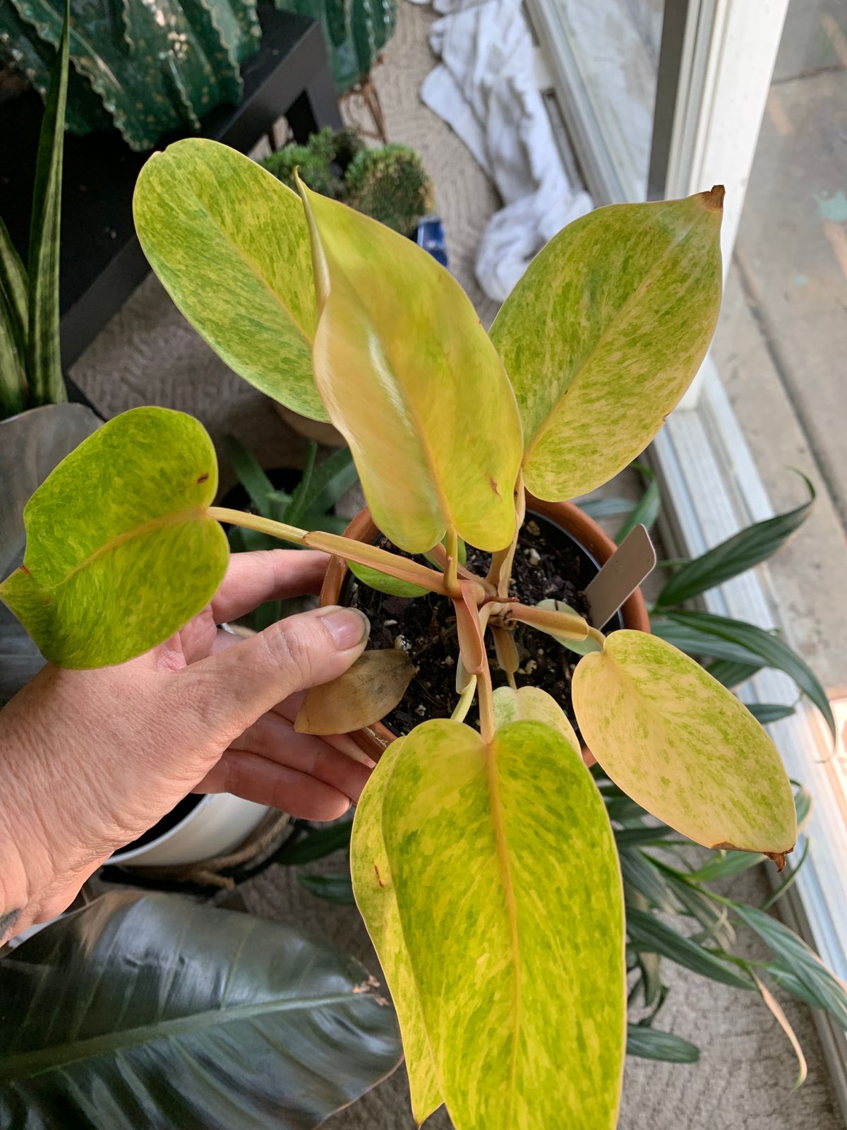 4" Philodendron 'Painted Lady' - BWH Plant Co.