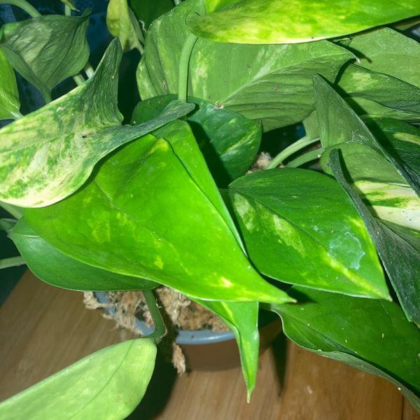 where to buy a rubber tree Rubber Tree
