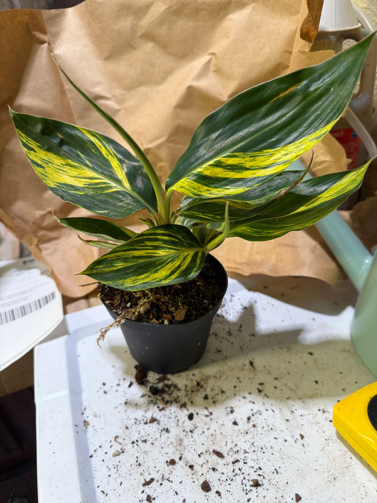 yucca plant houseplant Yucca Cane: Yucca gigantea - 12 inch pot