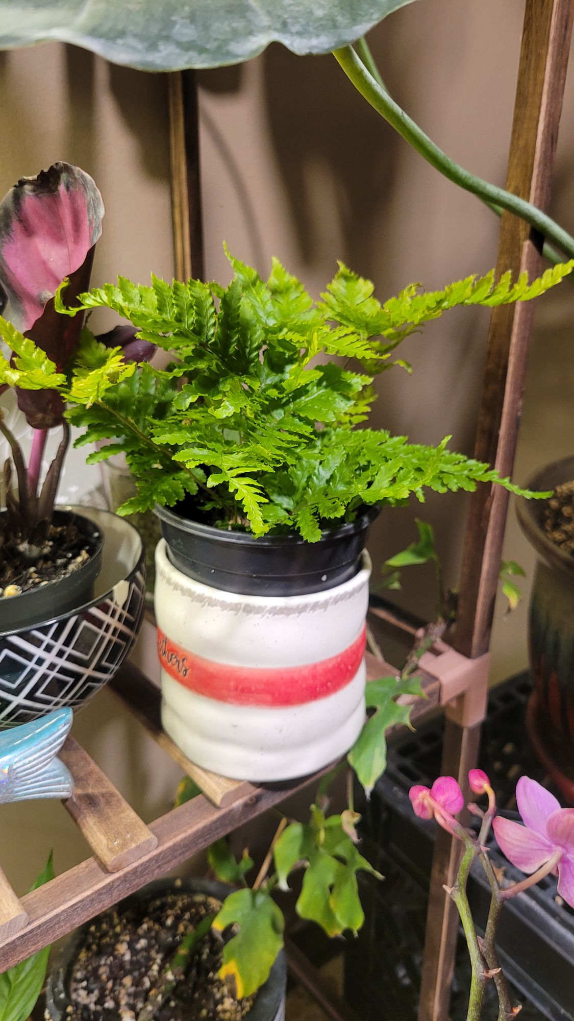 banana pot plant Banana Plant ‘Dwarf Lady Finger’ For Sale – Logee's Plants main image 1