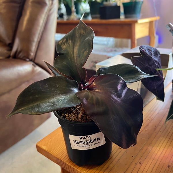 4" Philodendron 'Red Heart'  BWH Plant Co