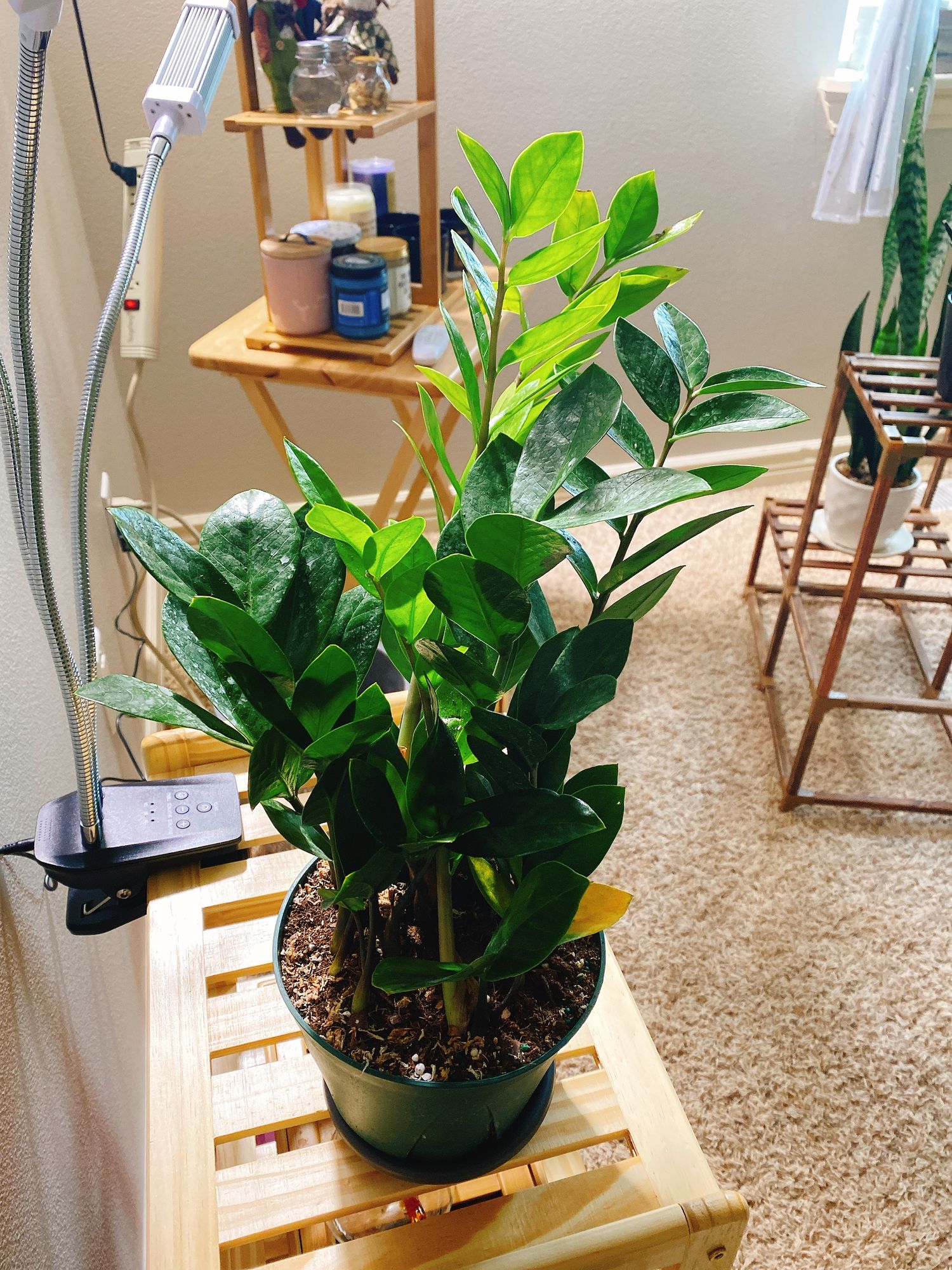 6" Zamioculcas Zamiifolia 'ZZ Plant' - BWH Plant Co.