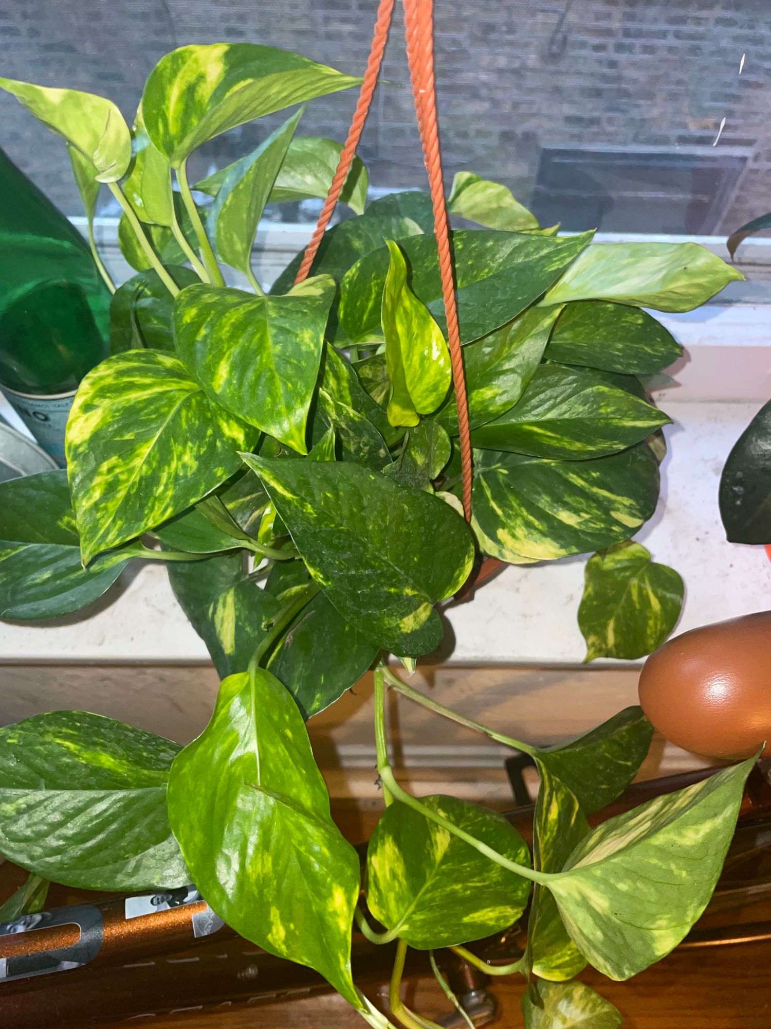 6" Pothos 'Golden Hi Color' (Hanging Basket) - BWH Plant Co.