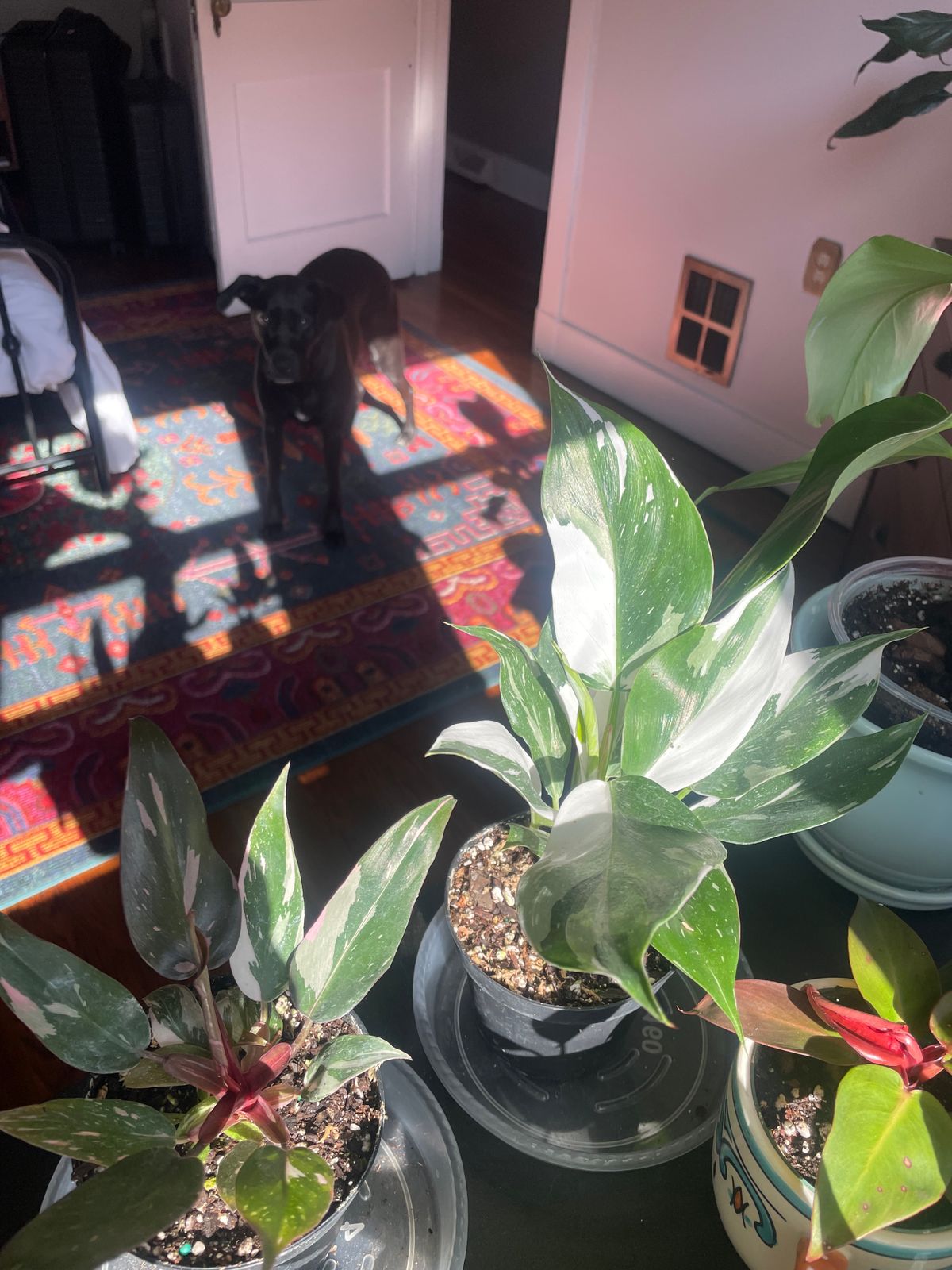 philodendron verrucosum x melanochrysum Philodendron Splendid (Verrucosum x Melanochrysum)