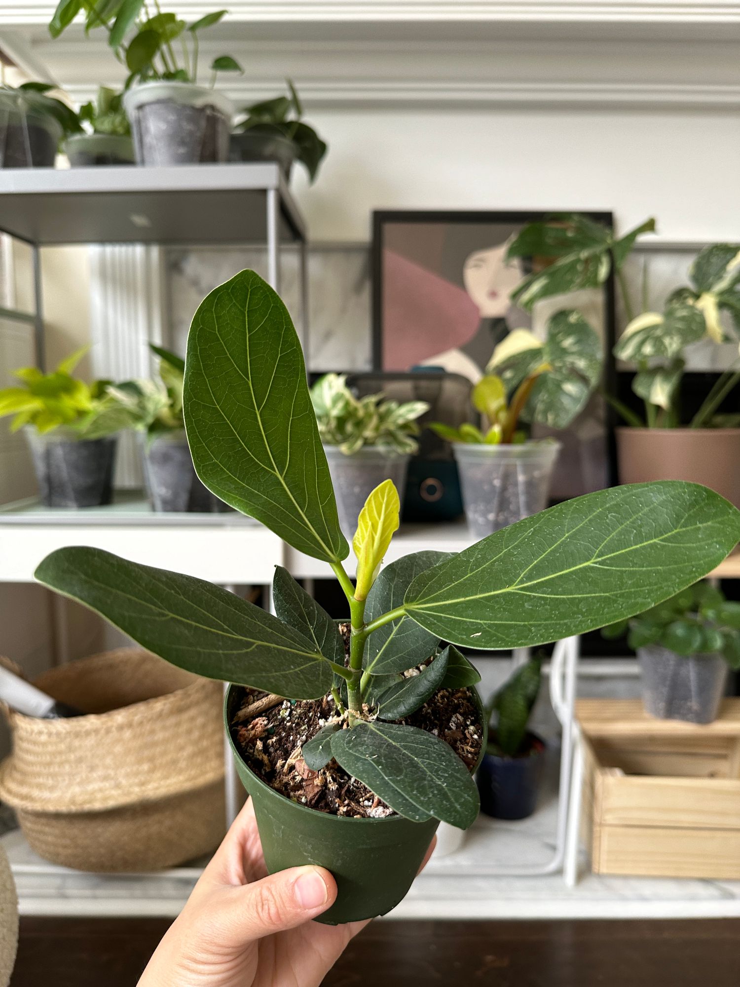 4" Ficus 'Audrey'  BWH Plant Co