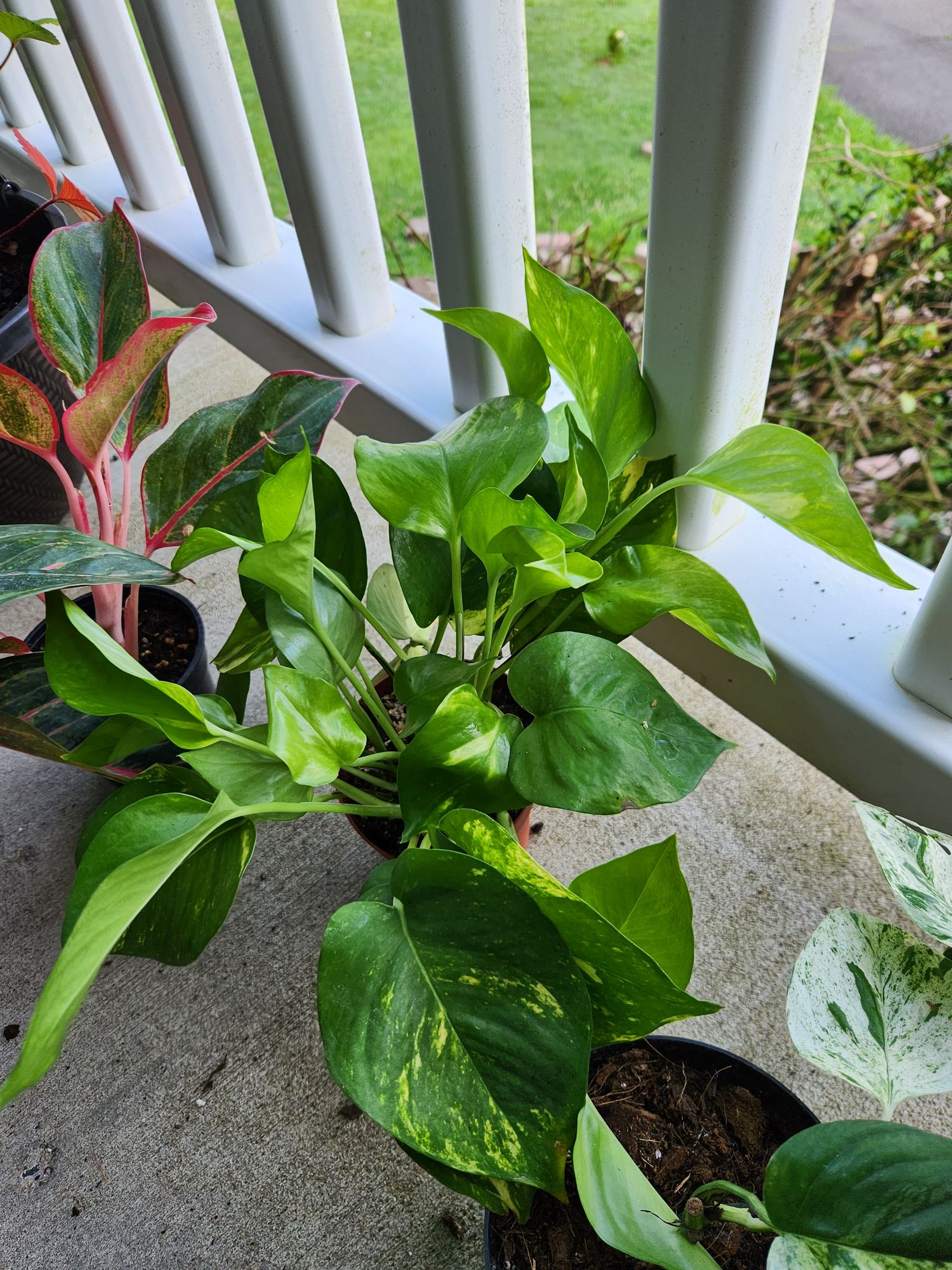 4" Pothos 'Golden'  BWH Plant Co
