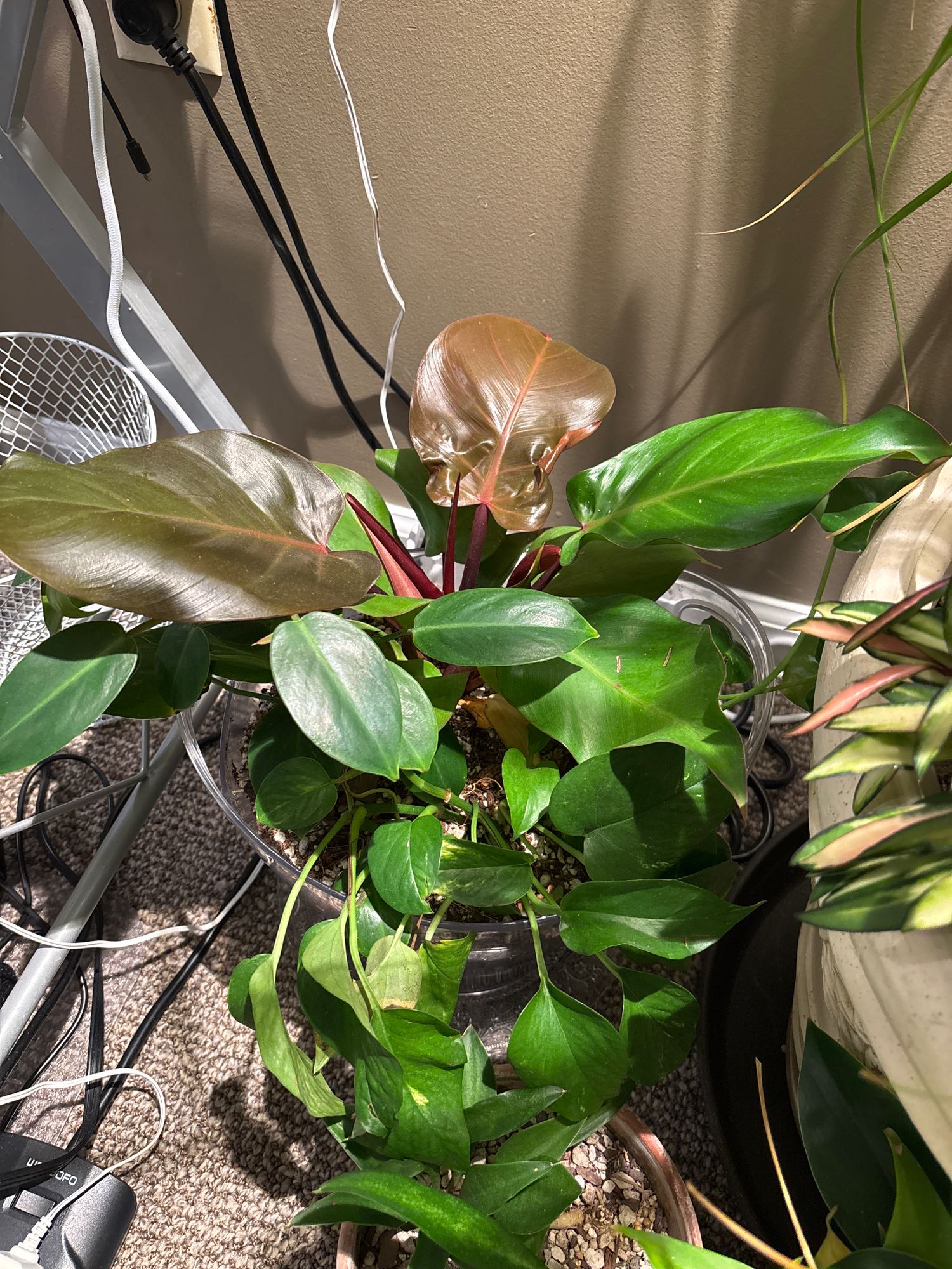 6" Philodendron 'Mccolley's Finale'  BWH Plant Co