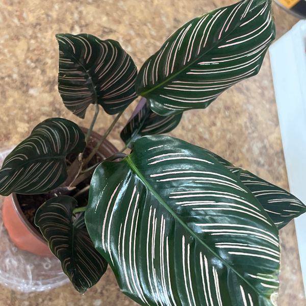 6" Calathea Ornata 'Pin Stripe'