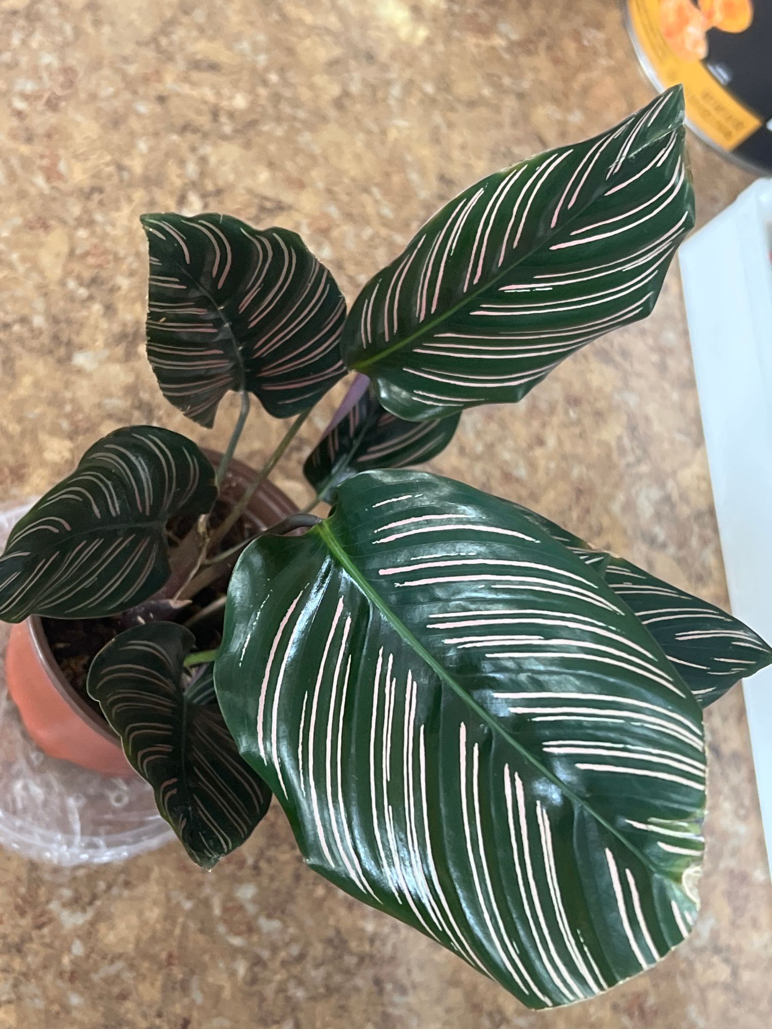 6" Calathea Ornata 'Pin Stripe'  BWH Plant Co