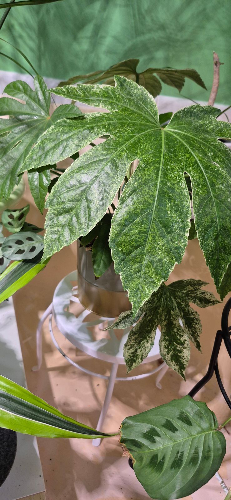 pothos variegata Pothos 'Albo Variegata' main image 1