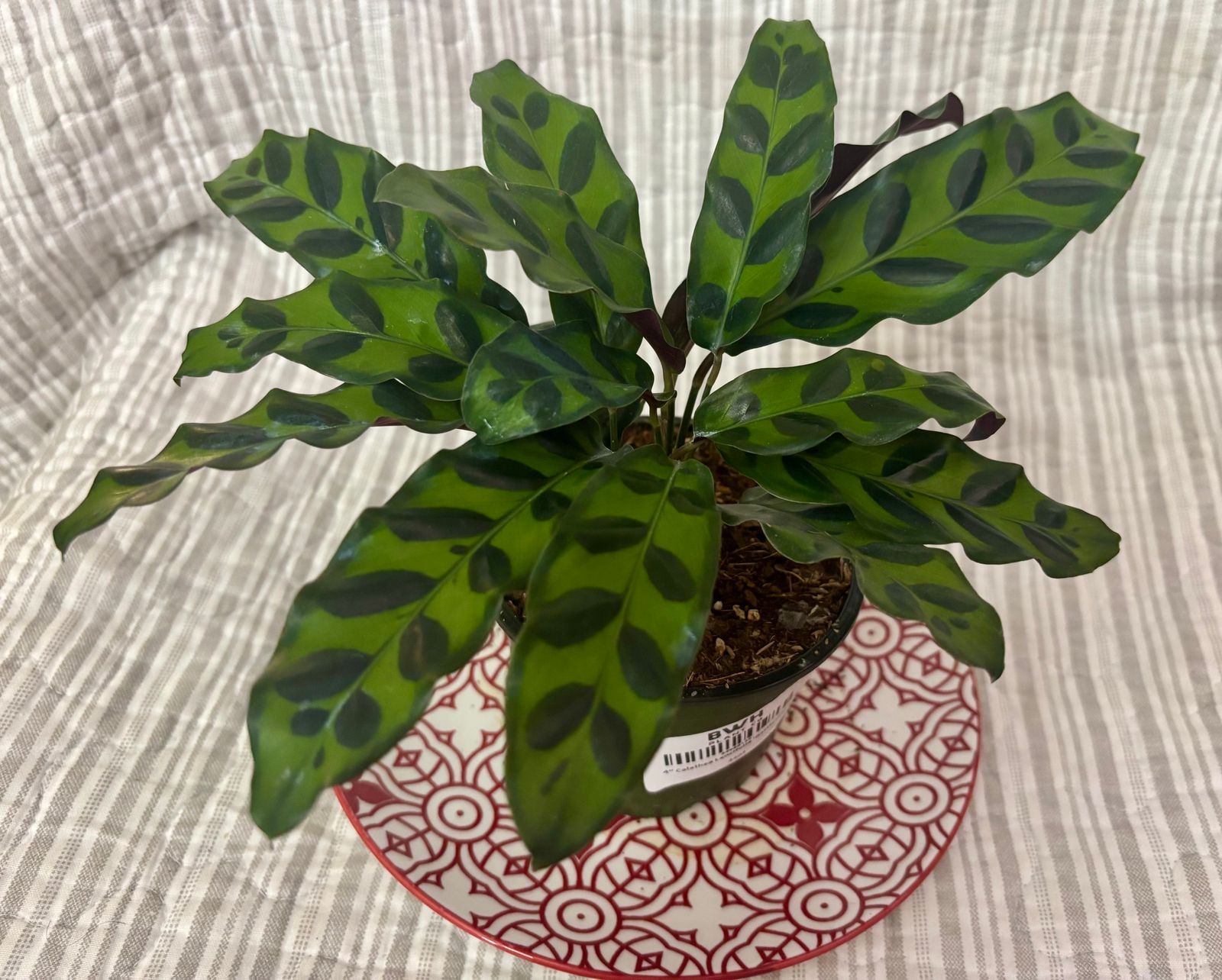 dracaena marginata lidl Dracaena marginata | Dragon Tree | Red Edge