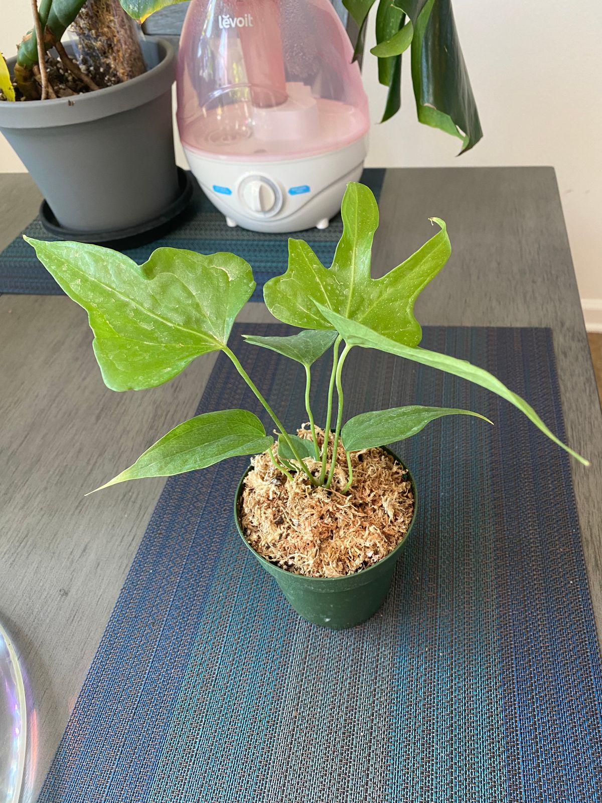 4" Anthurium 'Fingers'  BWH Plant Co