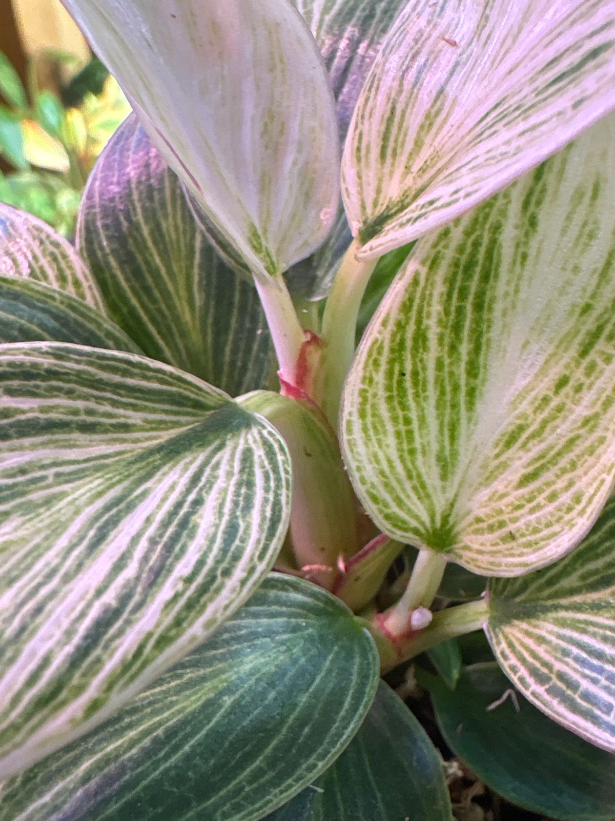 philodendron strawberry shake Philodendron Strawberry Shake variegata XL main image 1