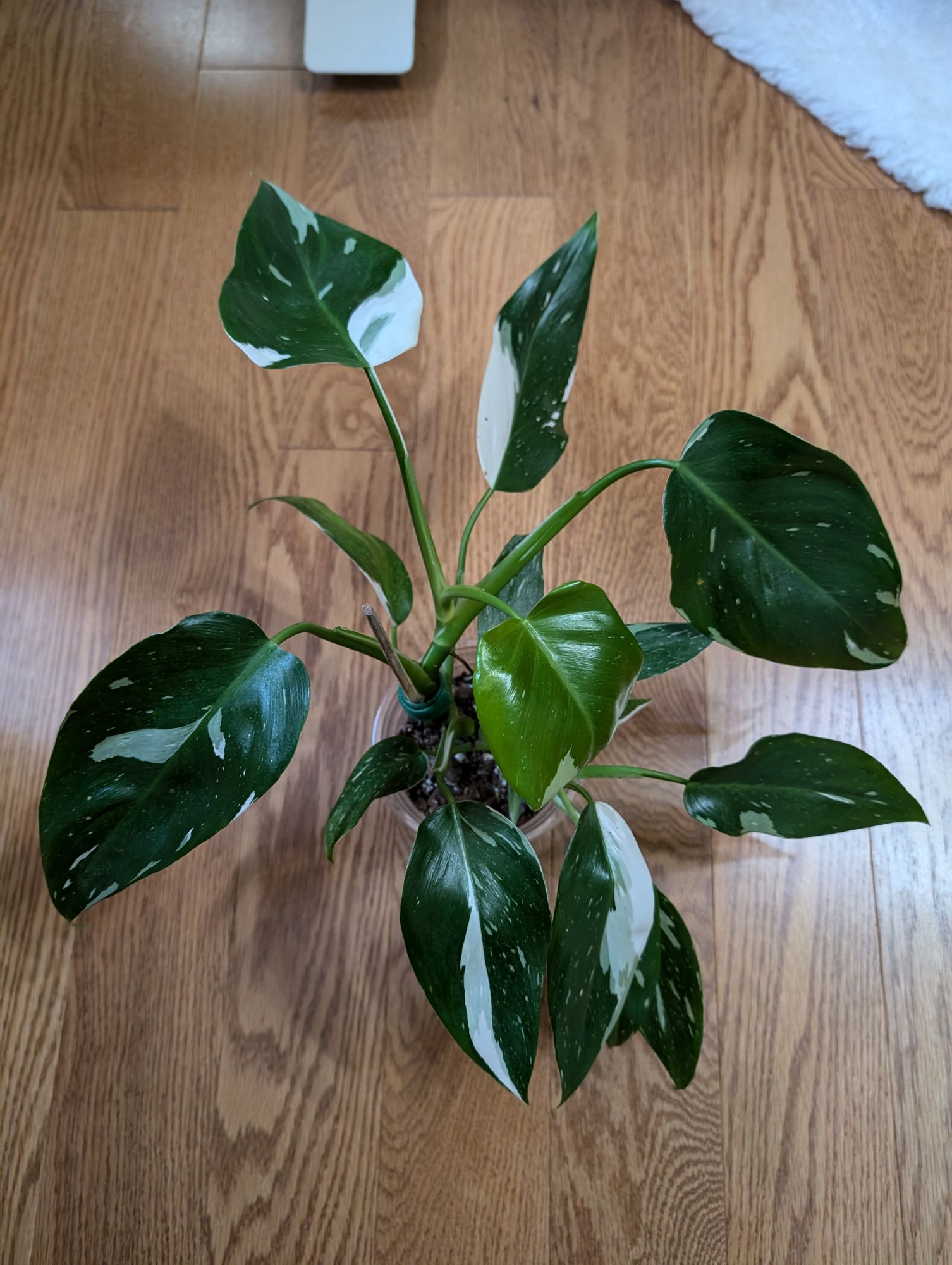 4" Philodendron 'White Wizard'  BWH Plant Co