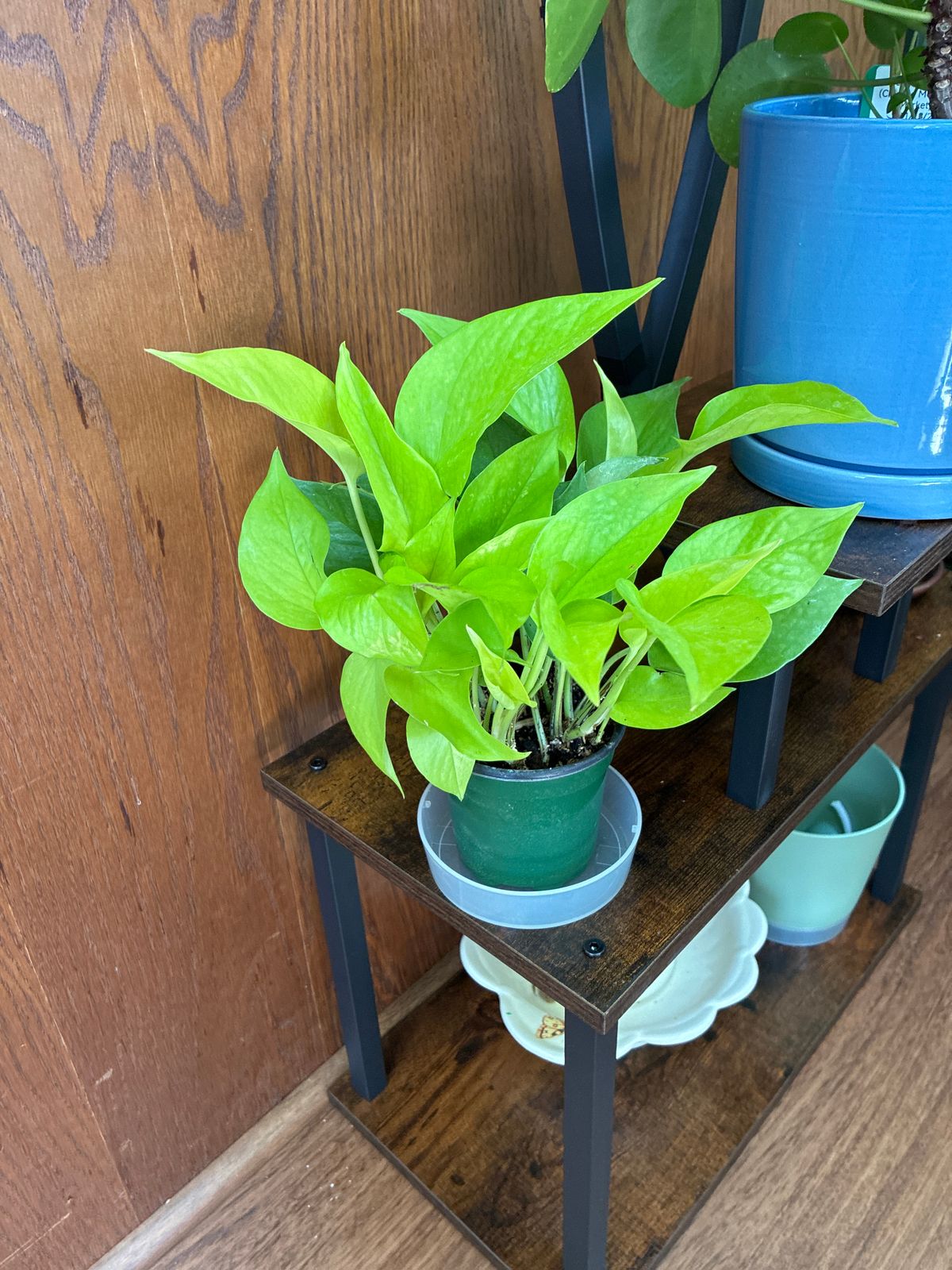 6" Pothos 'Neon' (Hanging Basket) - BWH Plant Co.