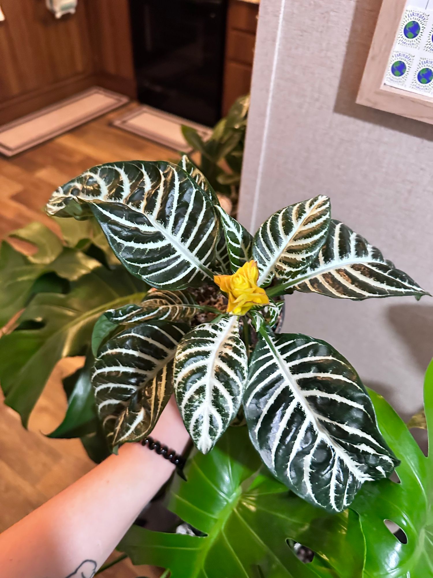 4" Aphelandra 'Zebra Plant'  BWH Plant Co