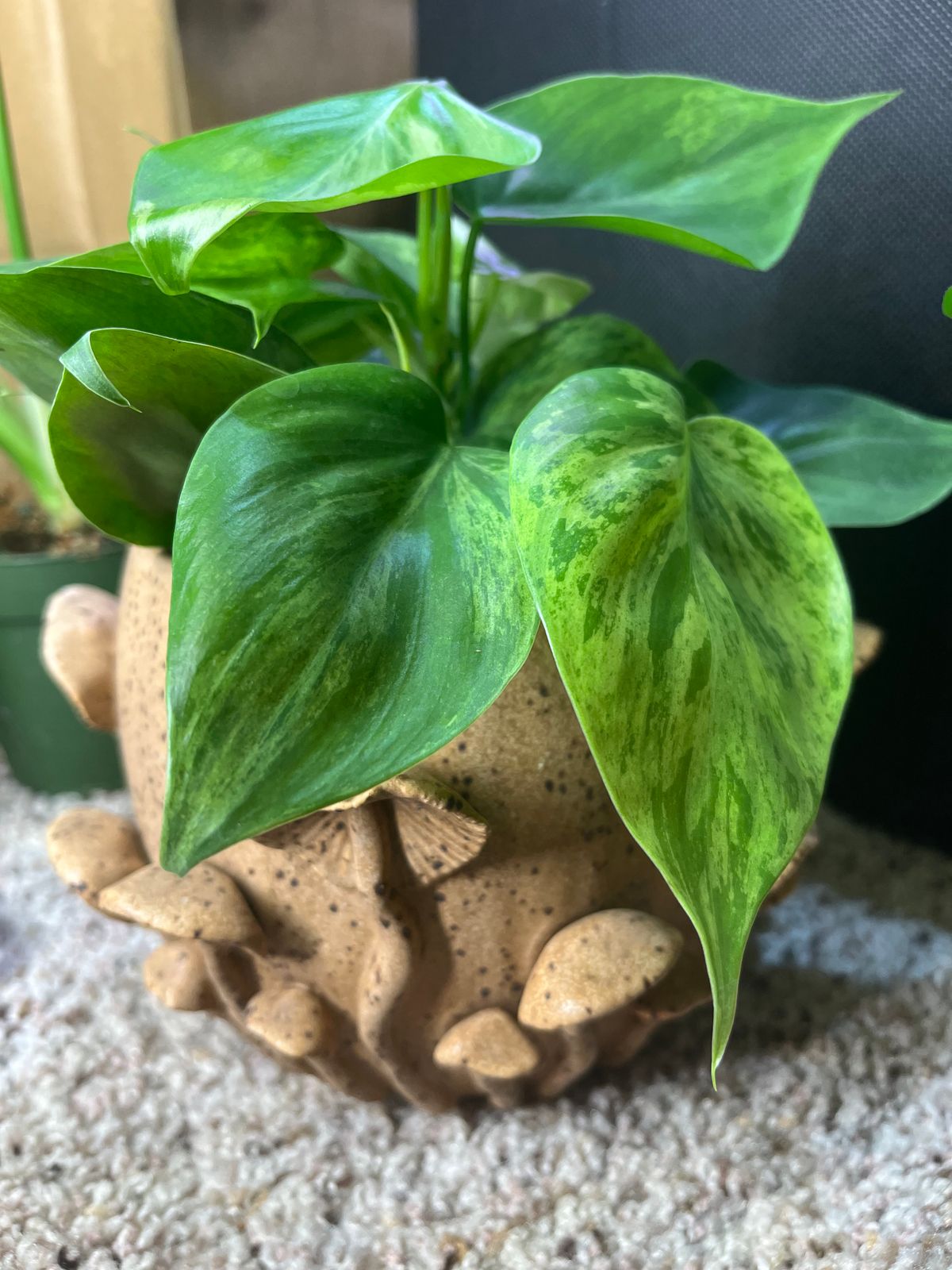 the sill snake plant Snake Plant Laurentii with Planter - Large (22-24" tall) Sand Planter