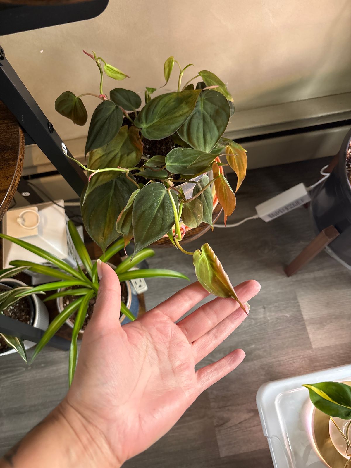 4" Philodendron 'Micans'  BWH Plant Co