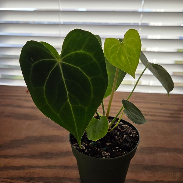 4" Anthurium 'Clarinervium Hybrid'