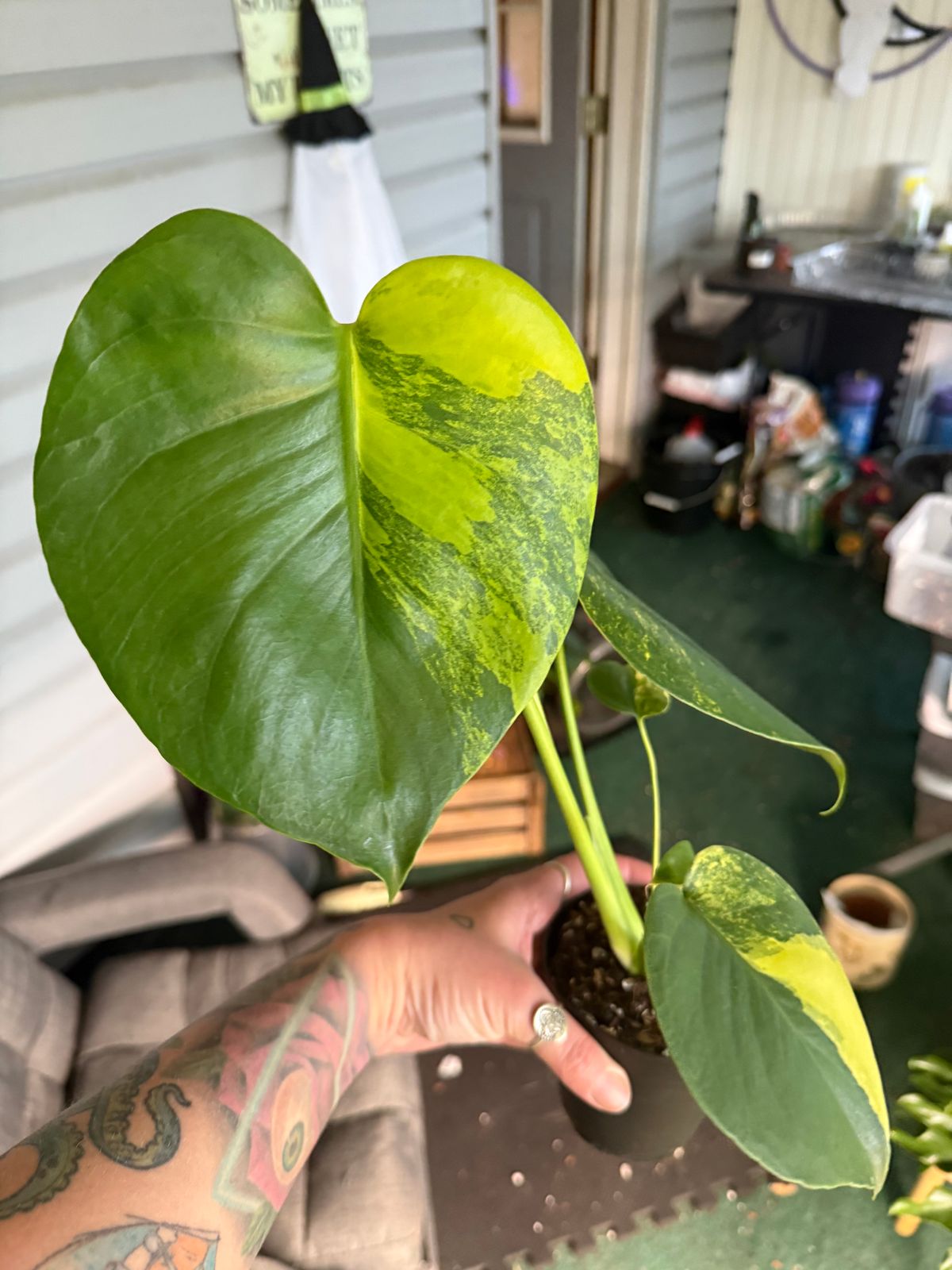 4" Monstera Deliciosa 'Yellow Marilyn'  BWH Plant Co