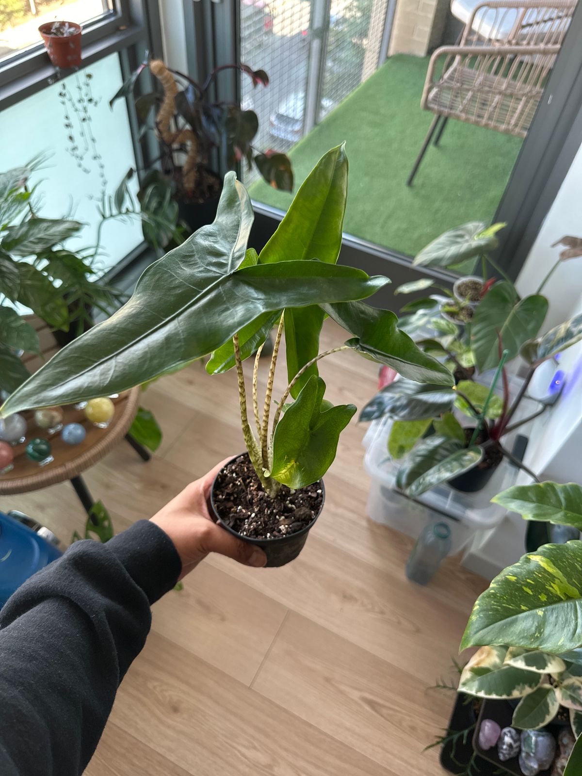 4" Alocasia 'Tigrina Superba' - BWH Plant Co.
