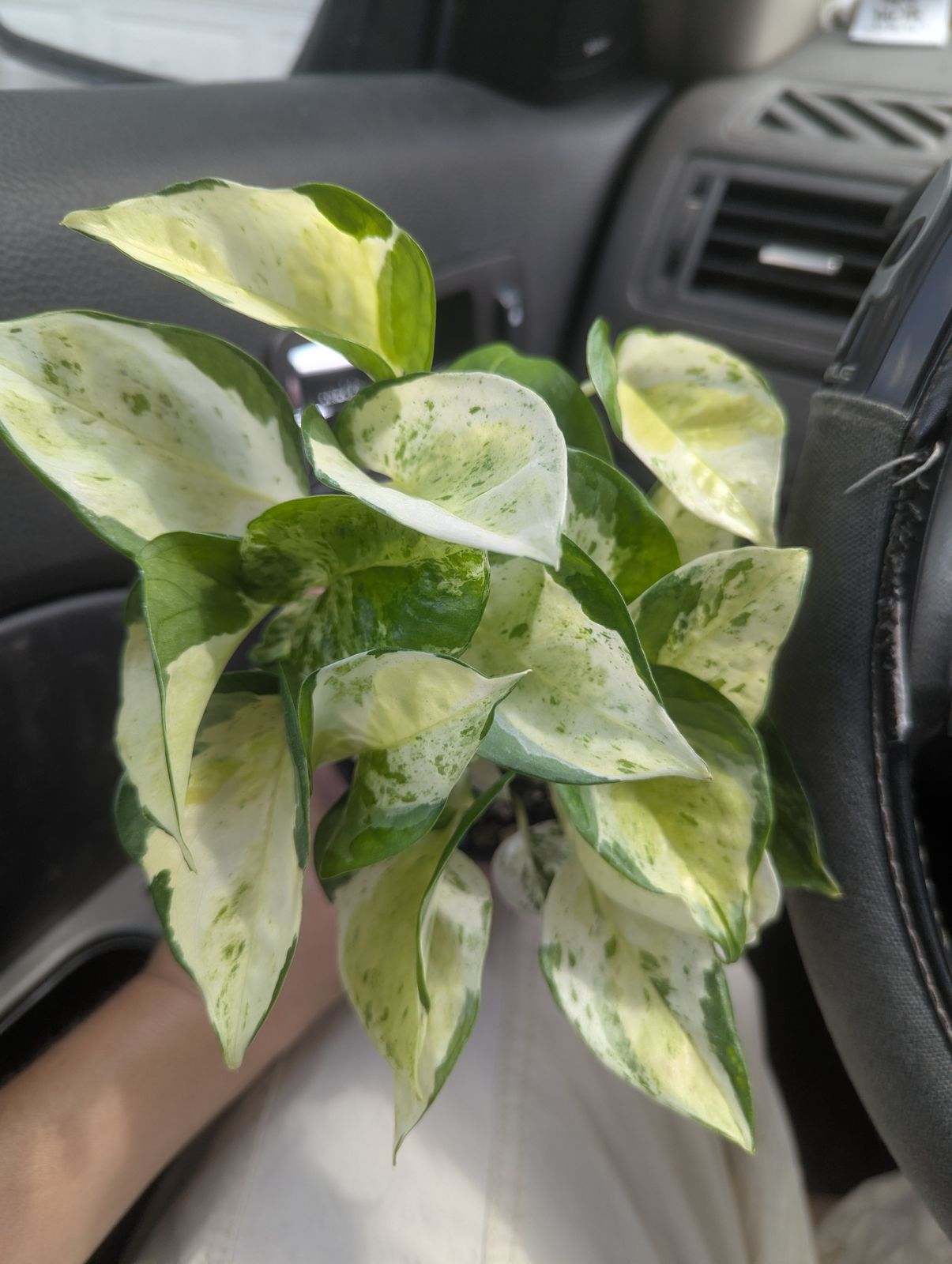 4" Epipremnum Aureum 'Japanese Global'  BWH Plant Co