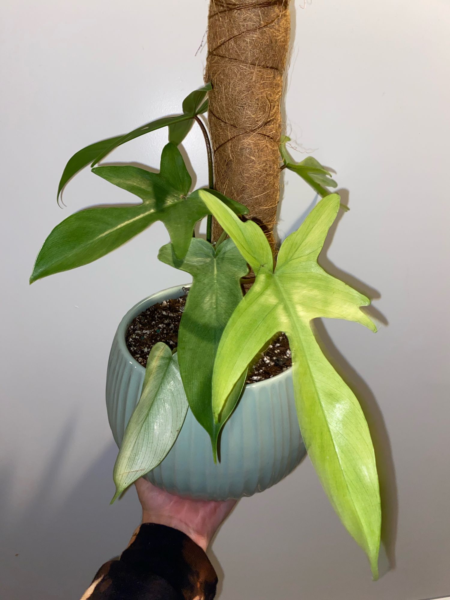 4" Philodendron 'Florida Ghost' - BWH Plant Co.