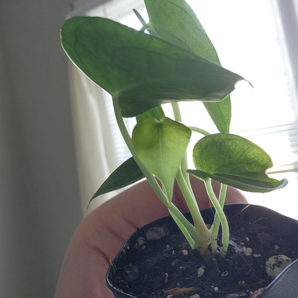 2" Anthurium 'Clarinervium Hybrid'  BWH Plant Co