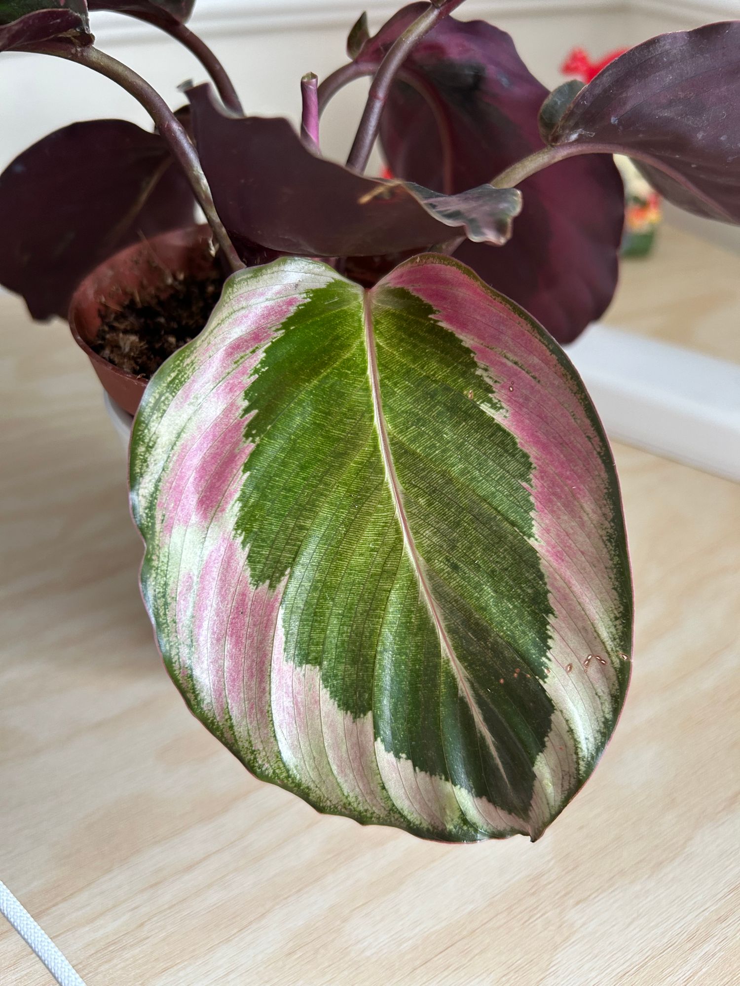 4" Calathea Roseopicta 'Little Princess'  BWH Plant Co