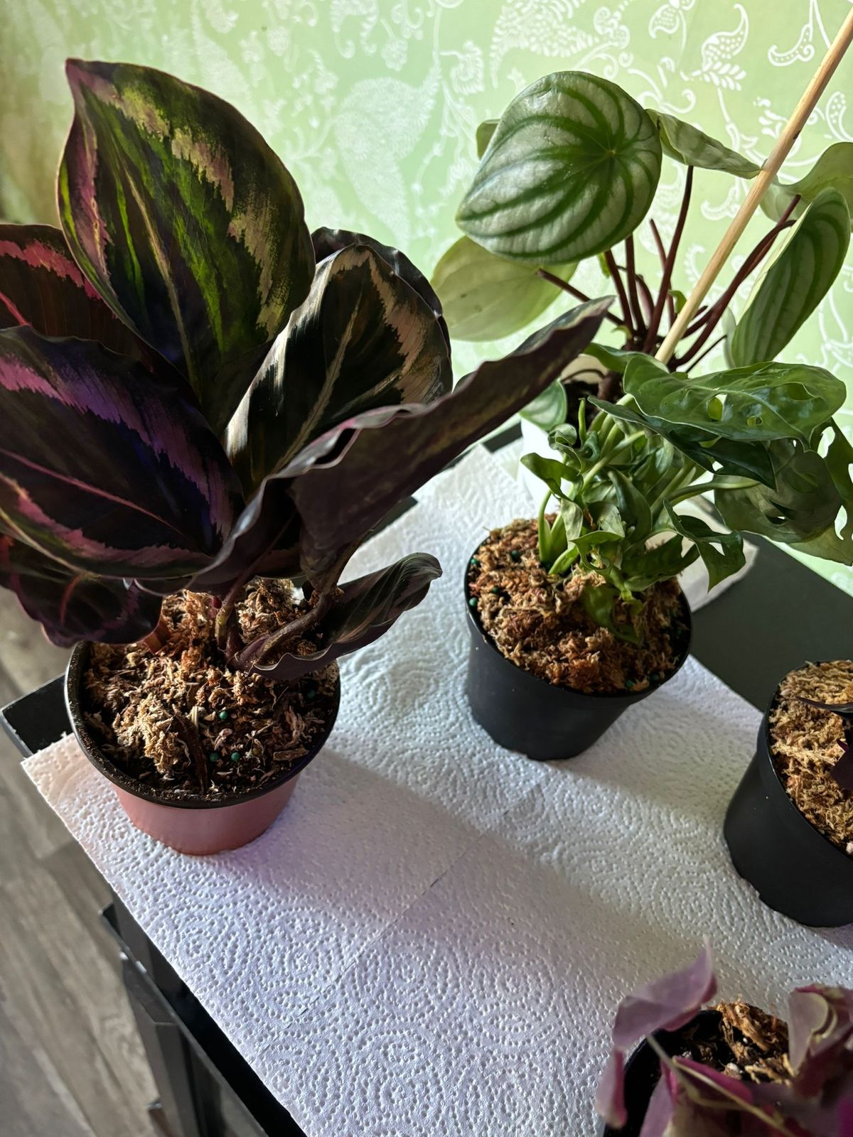 4" Calathea 'Red Rojo'  BWH Plant Co