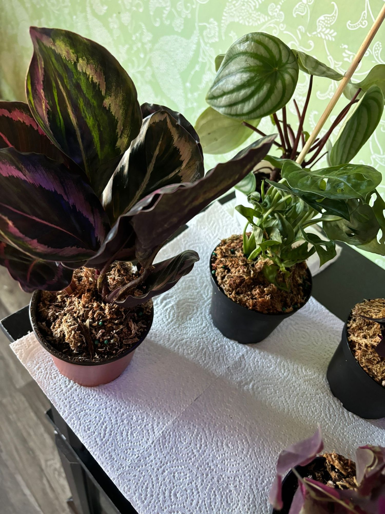 calathea makoya Goeppertia Makoyana main image 1