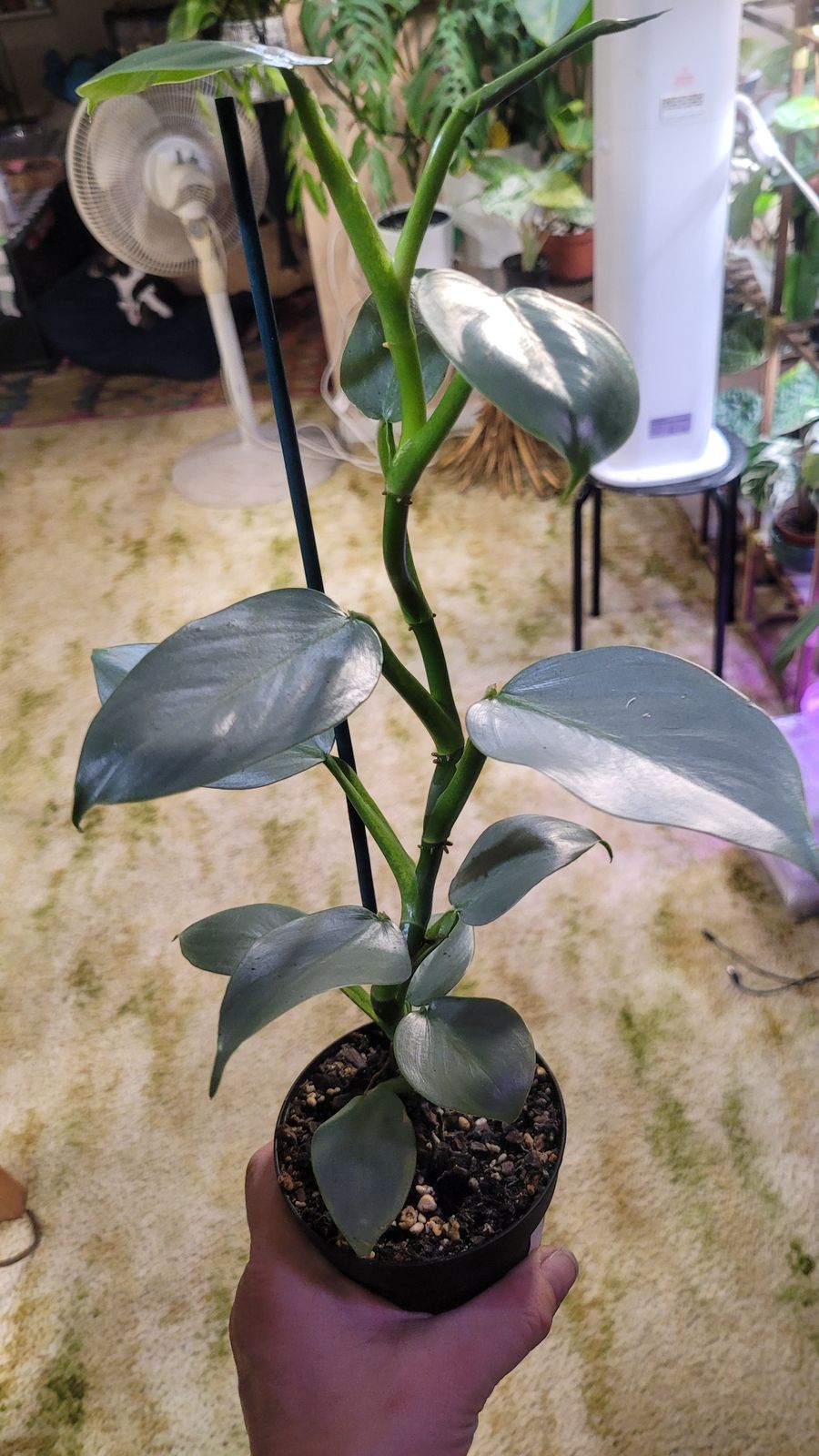 philodendron sunset Philodendron 'Sun Red' main image 0