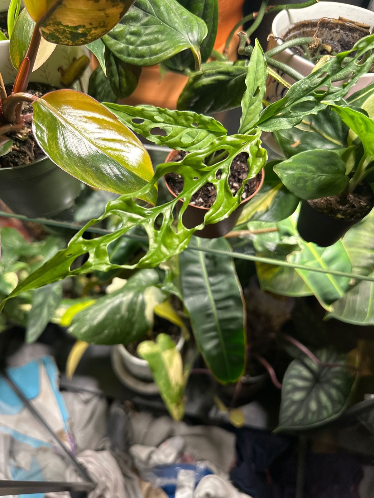 difformis plant Bolbitis heteroclita 'difformis' –Mini Live Plant – Your Fish Stuff main image 1