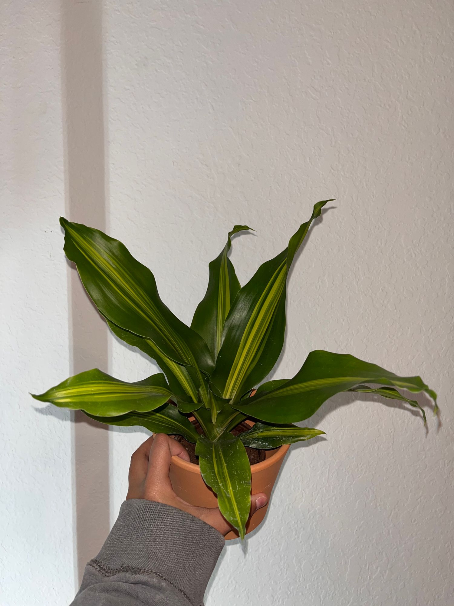 red prayer plants Buy a Red Prayer Plant