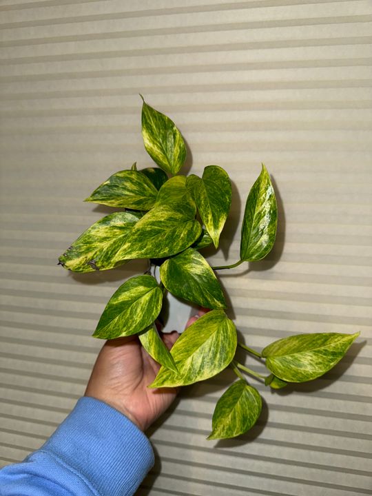2" Pothos 'Neon Queen'  BWH Plant Co