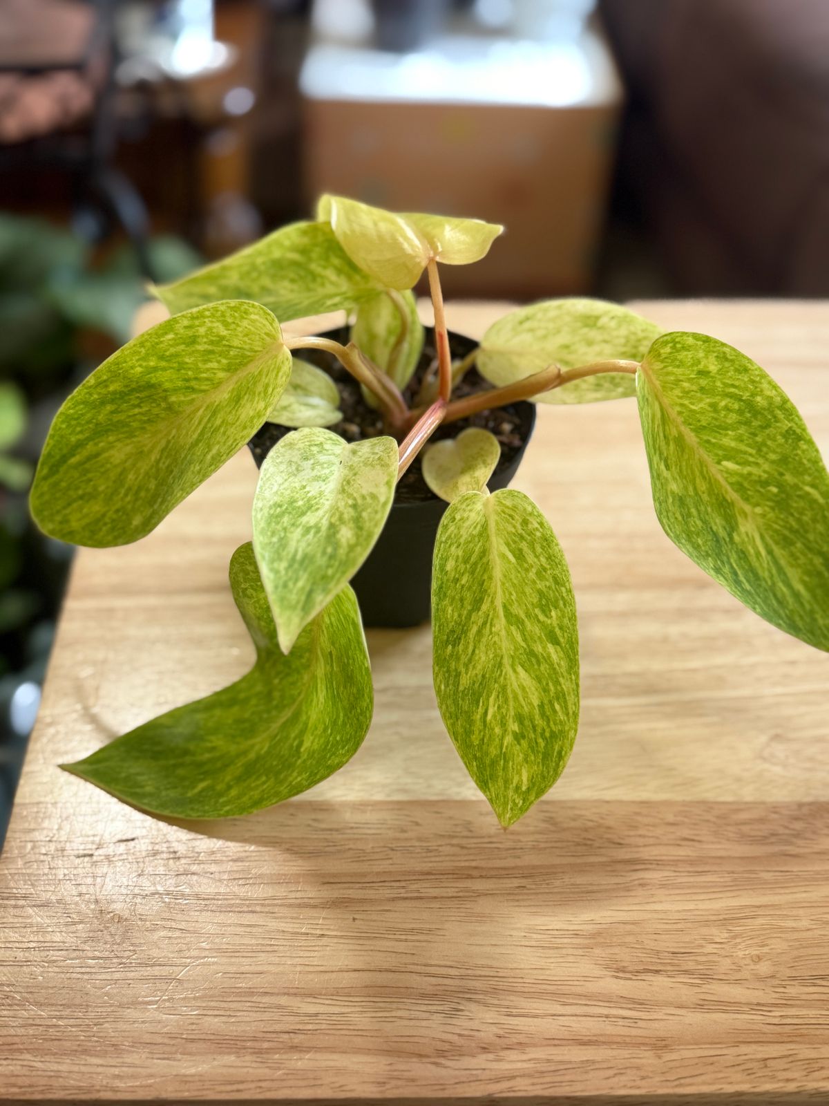 caring for an philodendron brandtianum Philodendron Brandtianum  Okanoka