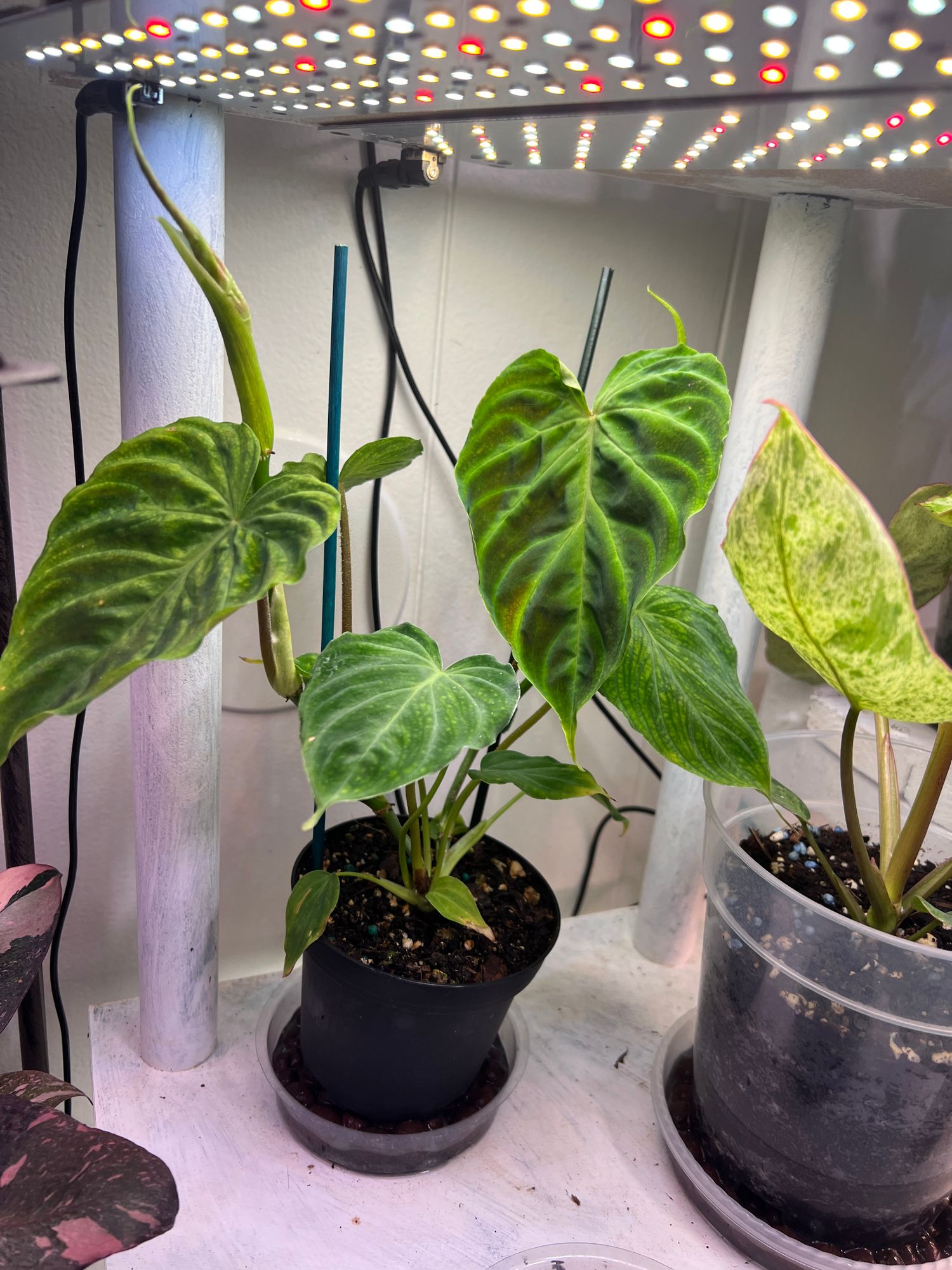 4" Philodendron 'Verrucosum'  BWH Plant Co