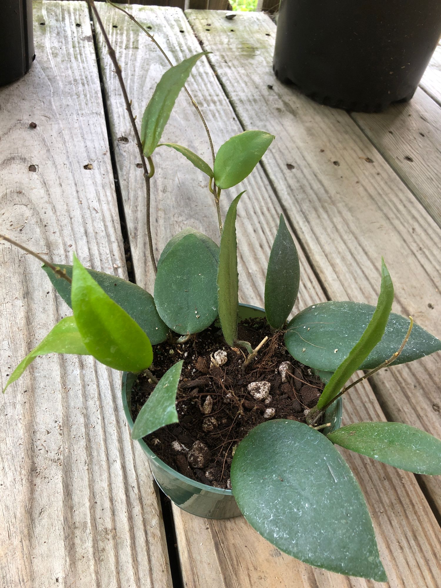 How to Grow and Care for Hoya Caudata Sumatra - Biology Insights