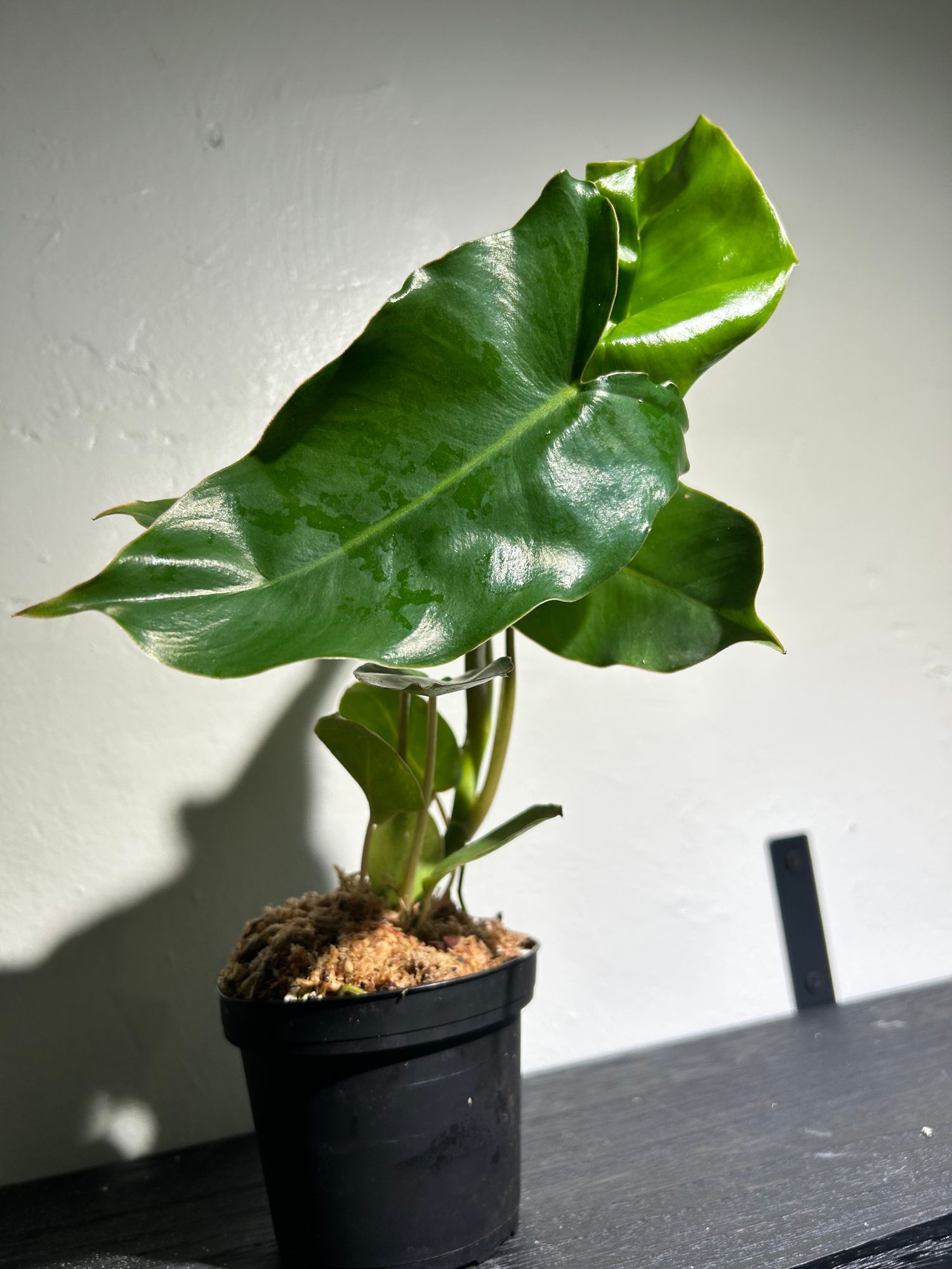 pachira money tree plant Money Tree | Indoor Plants main image 1