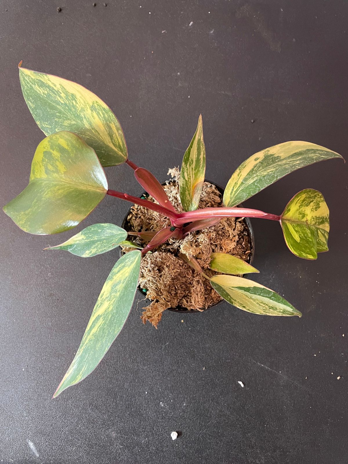 4" Philodendron 'Strawberry Shake'  BWH Plant Co