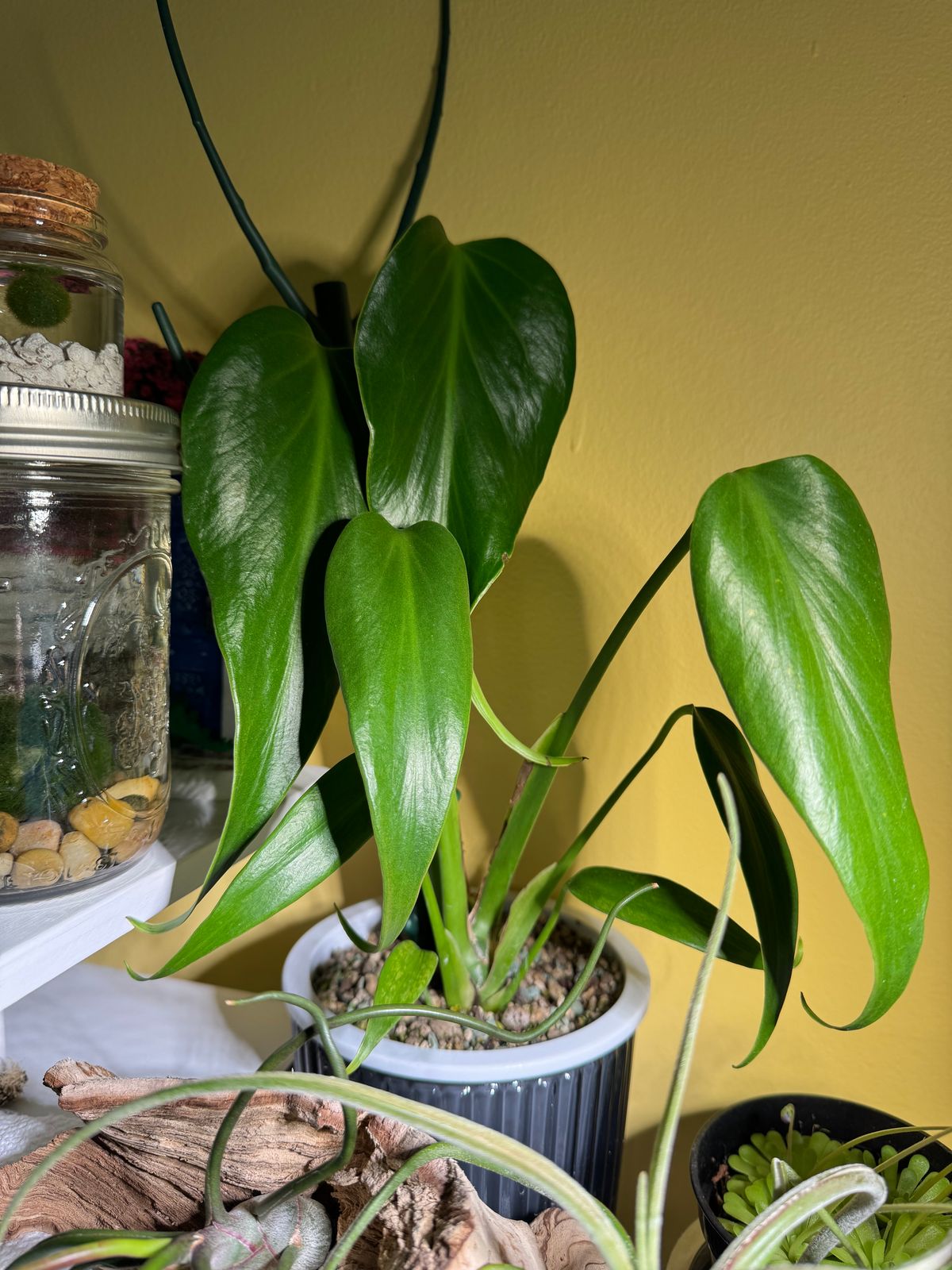 4" Monstera 'Burle Marx Flame'  BWH Plant Co