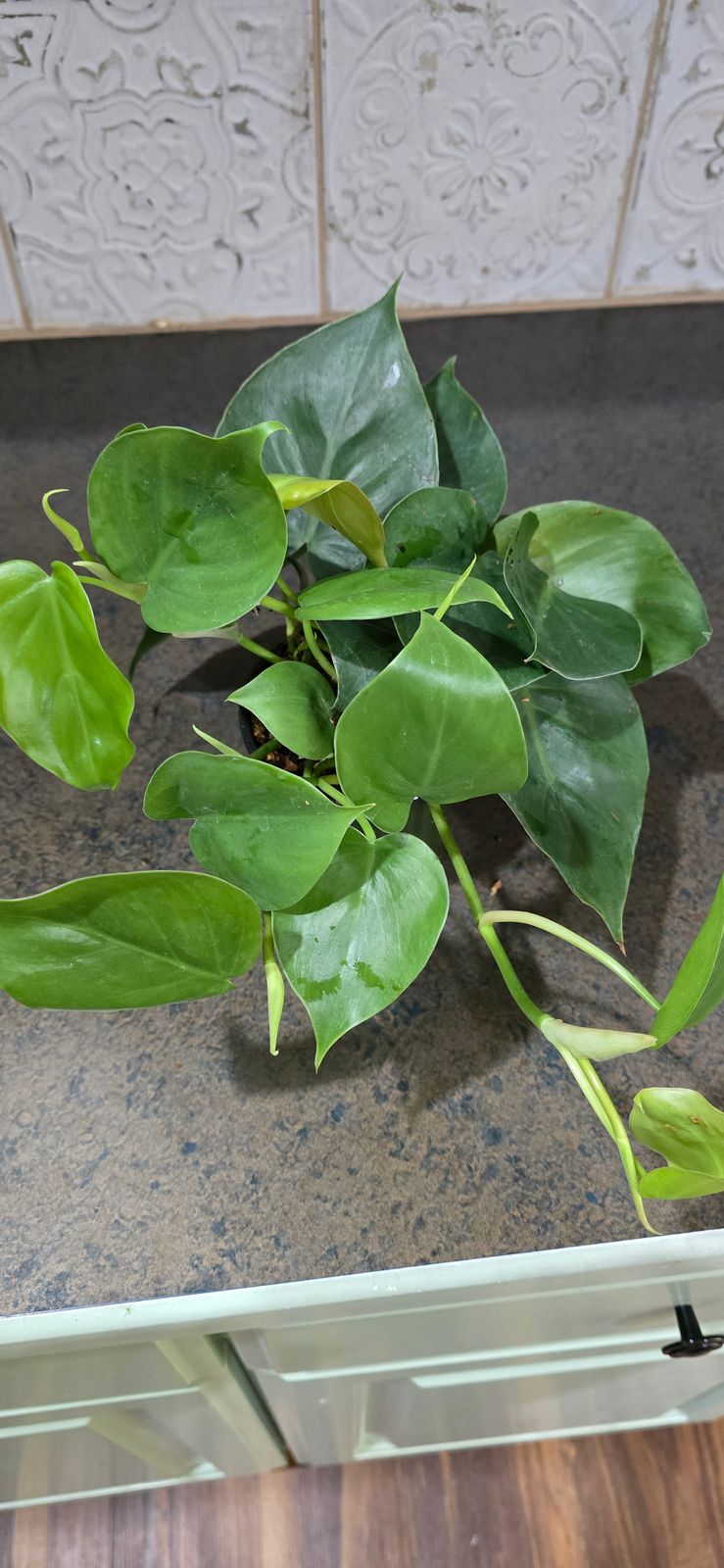 6" Philodendron 'Cordatum' (Hanging Basket)  BWH Plant Co