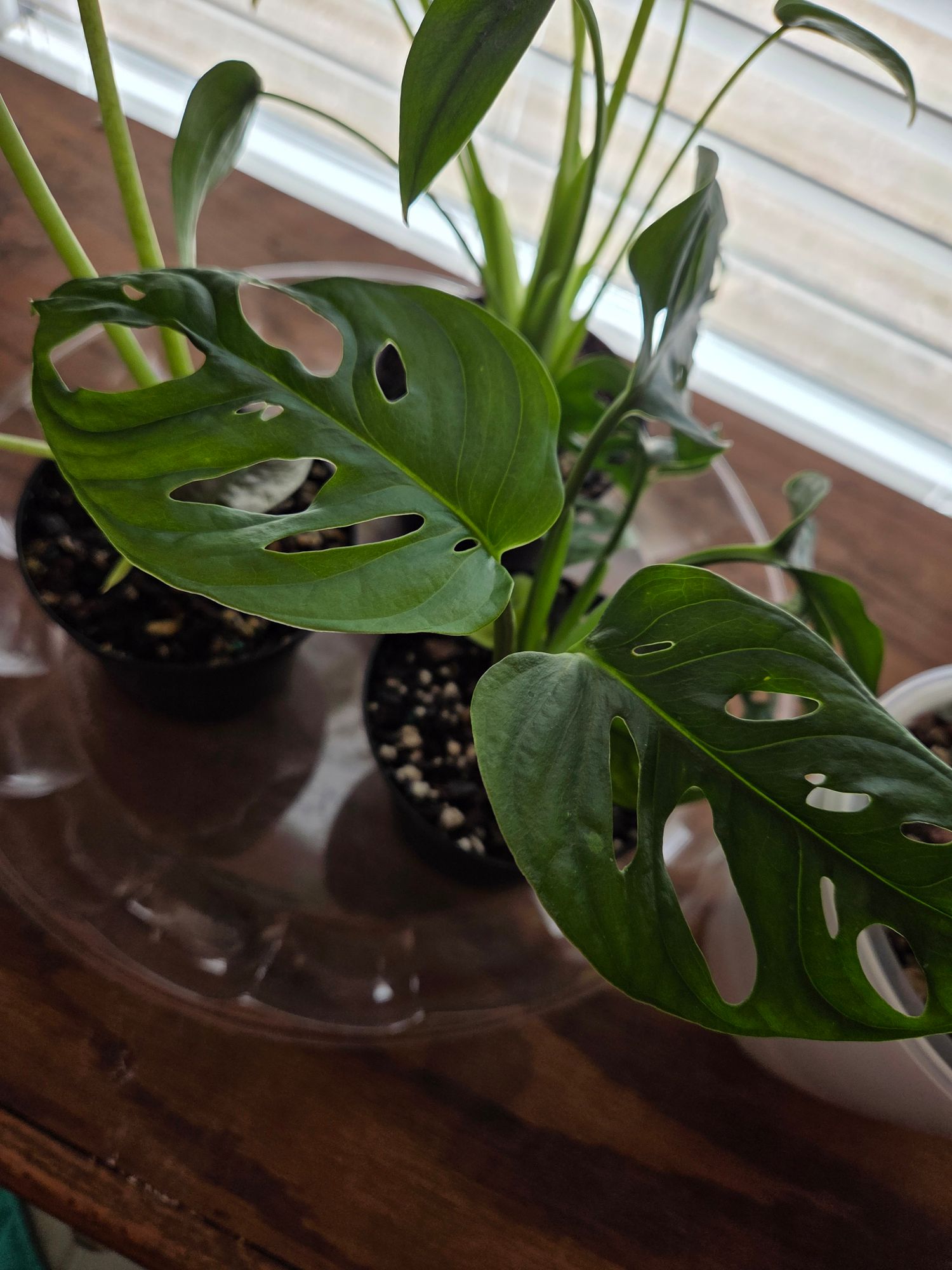 monstera siltepecana pflege Monstera Siltepecana main image 1
