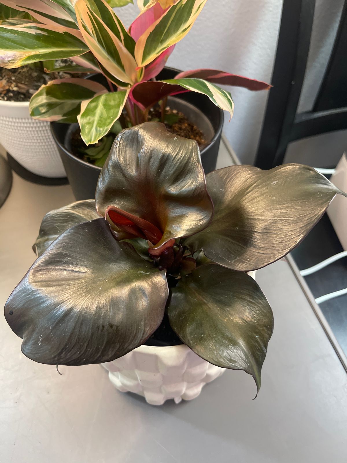 money tree plant home depot Money Tree for Sale