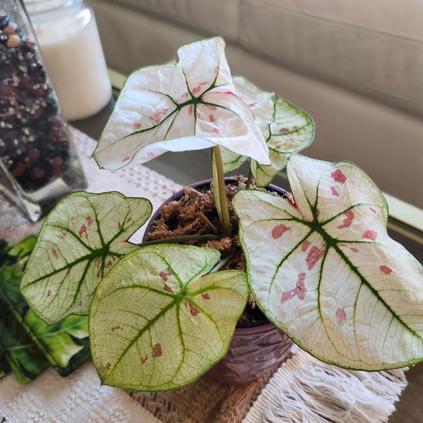 4" Caladium Bicolor 'Snow'