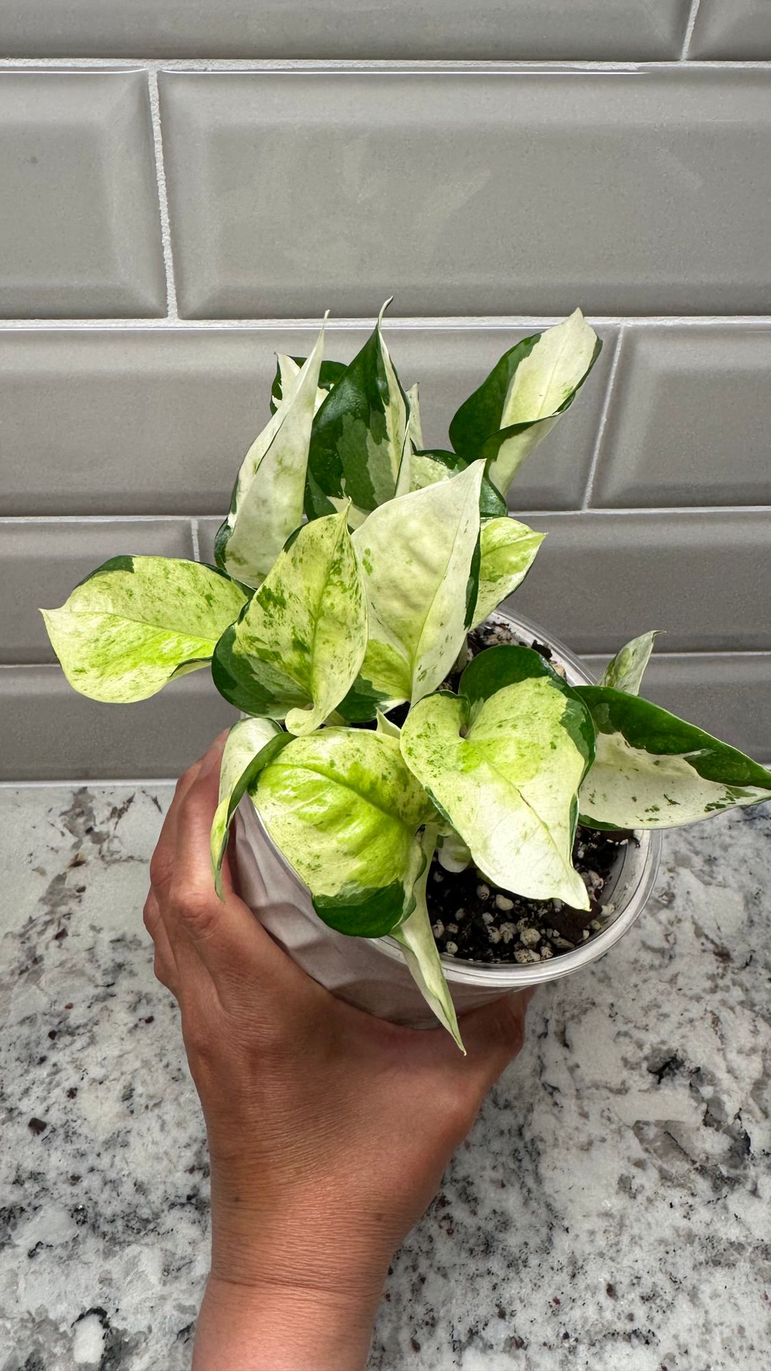 monstera variegata thai Monstera Thai Constellation XL – Ugaoo