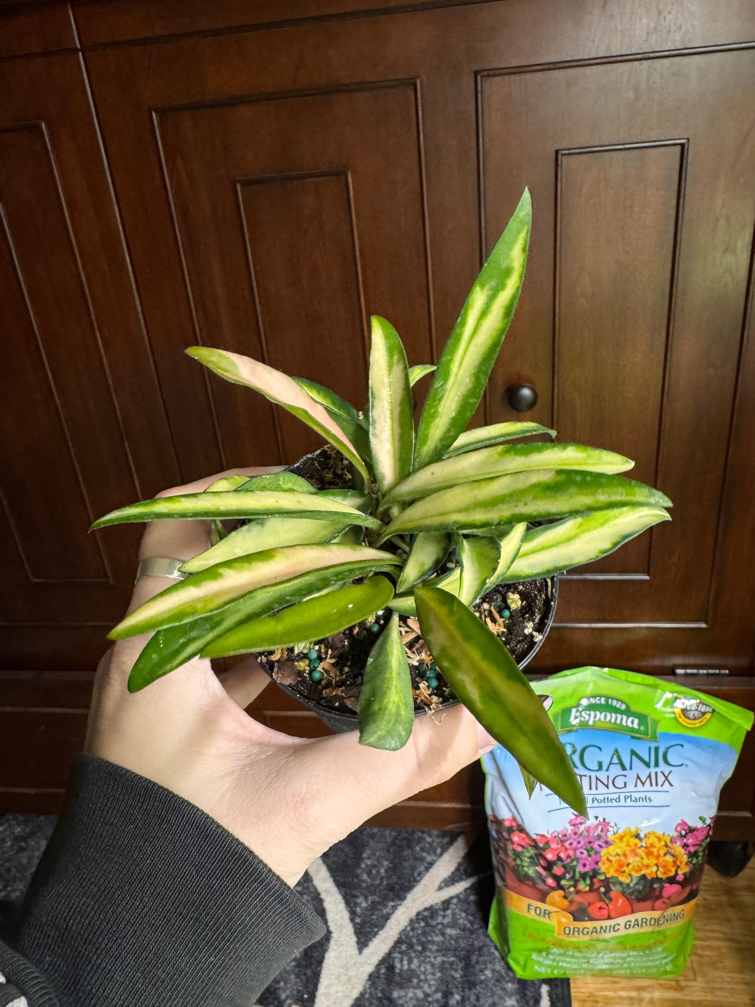 4" Hoya 'Kentiana' Variegated - BWH Plant Co.