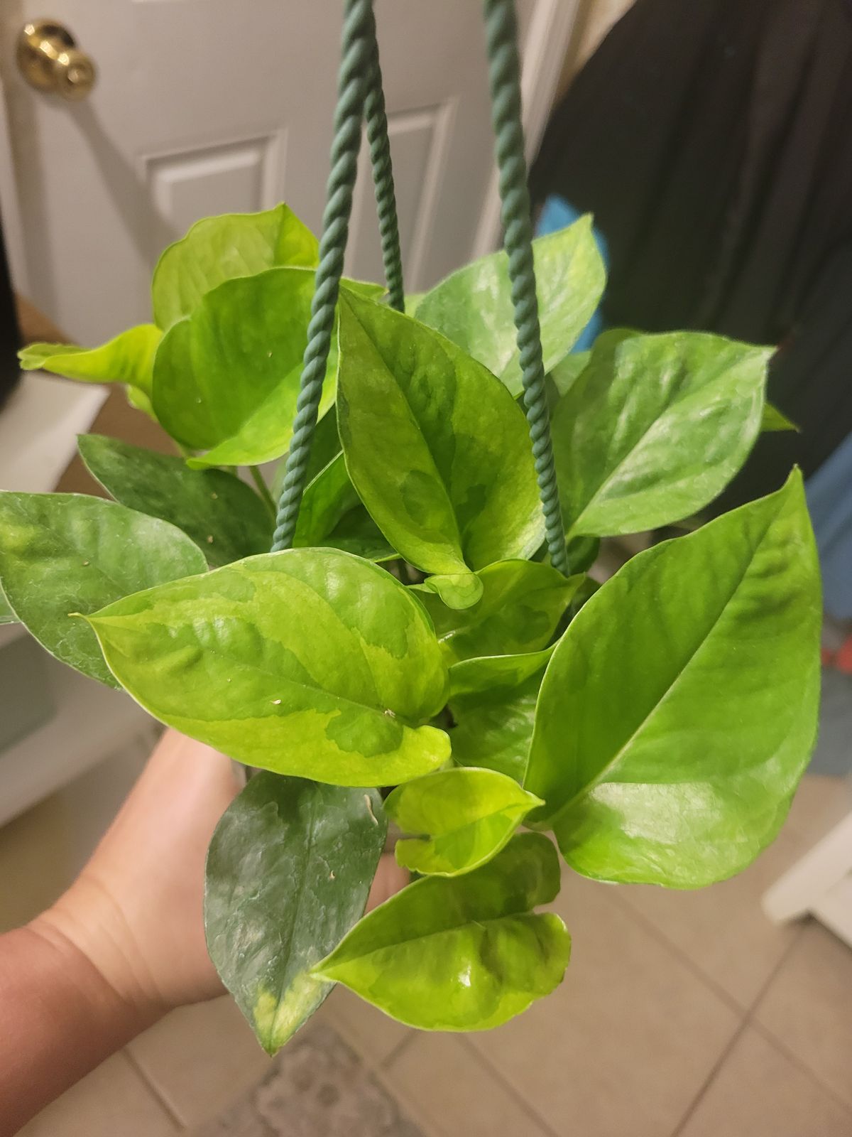 n joy pothos N Joy Pothos - Epipremnum aureum - 4