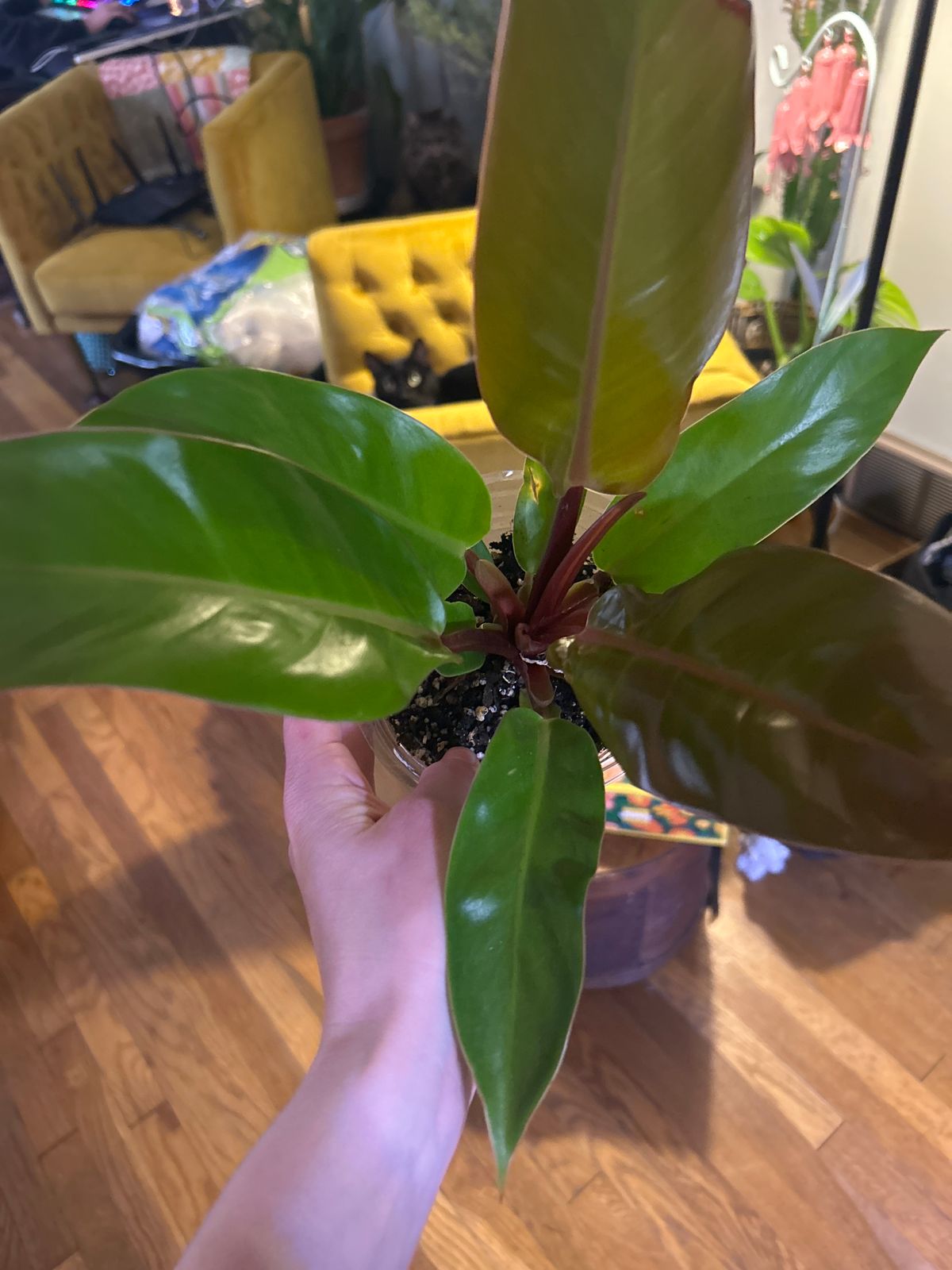 black coral snake plants Sansevieria tri. 'Black Coral' (Snake Plant) – Verdant Yakima