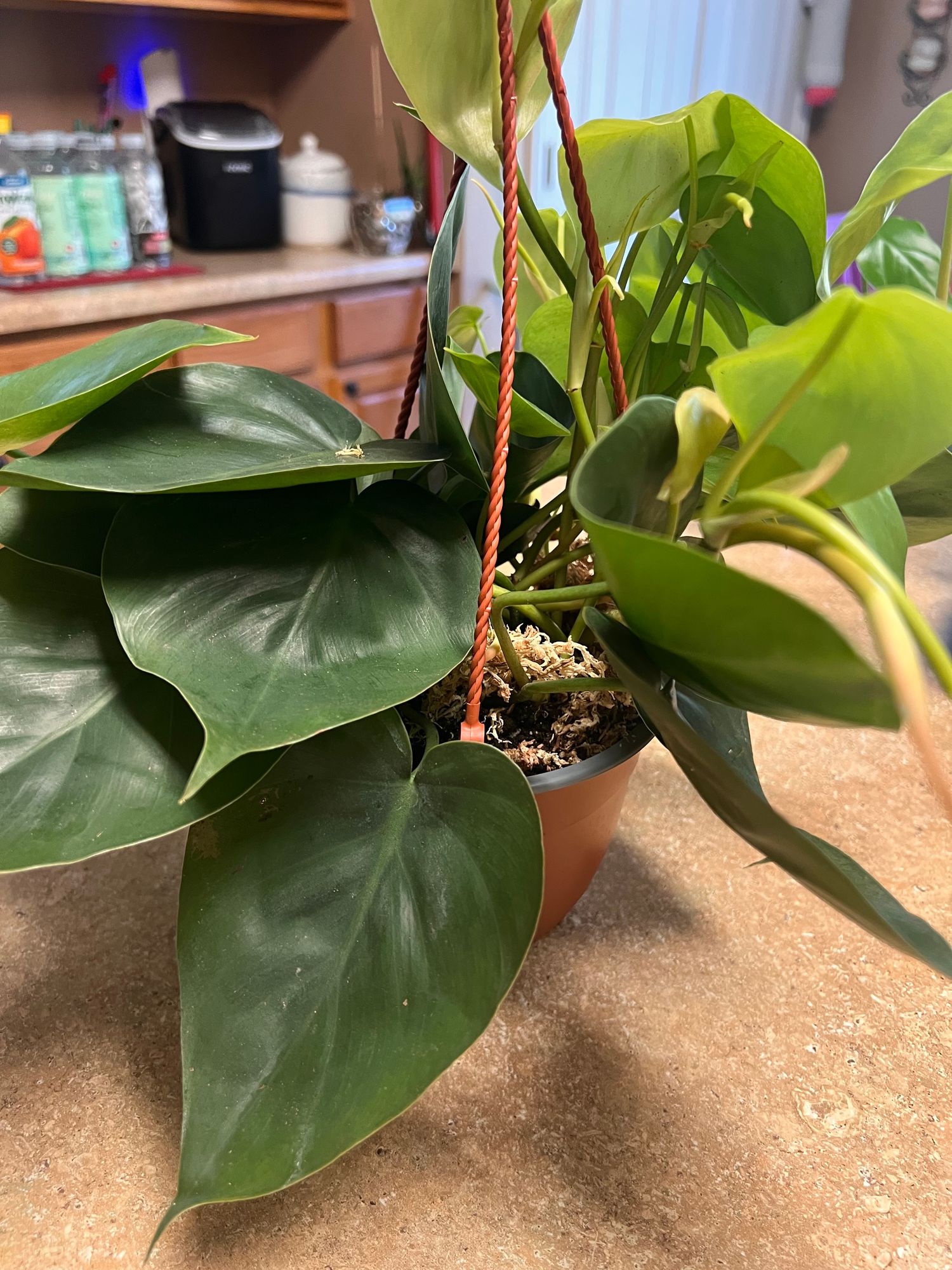 philodendron golden dragon lime fiddle Philodendron 'Lime Fiddle' - 6